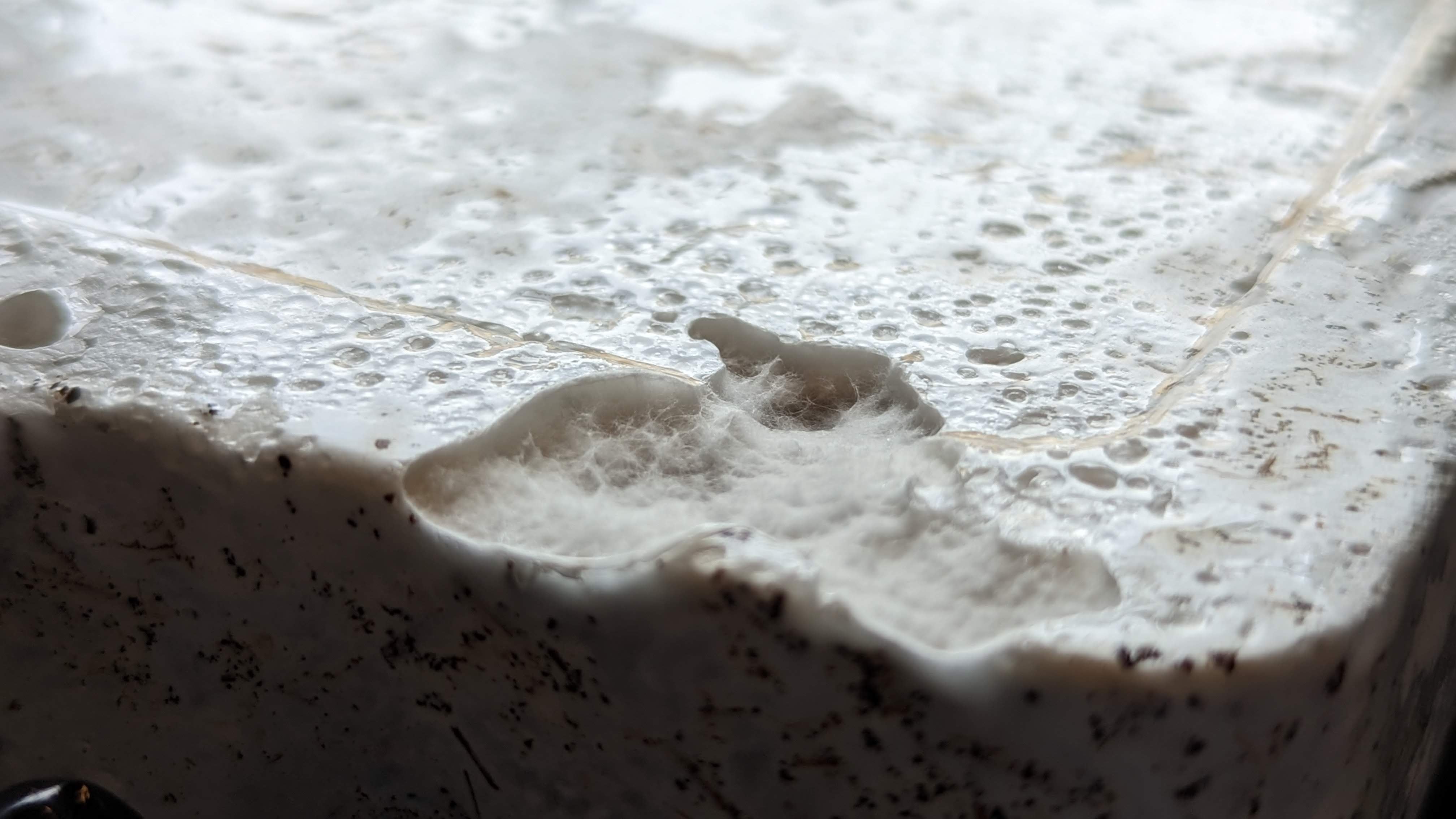 A macro photograph of white fibrous 'hyphae' growing as part of the mycelium network