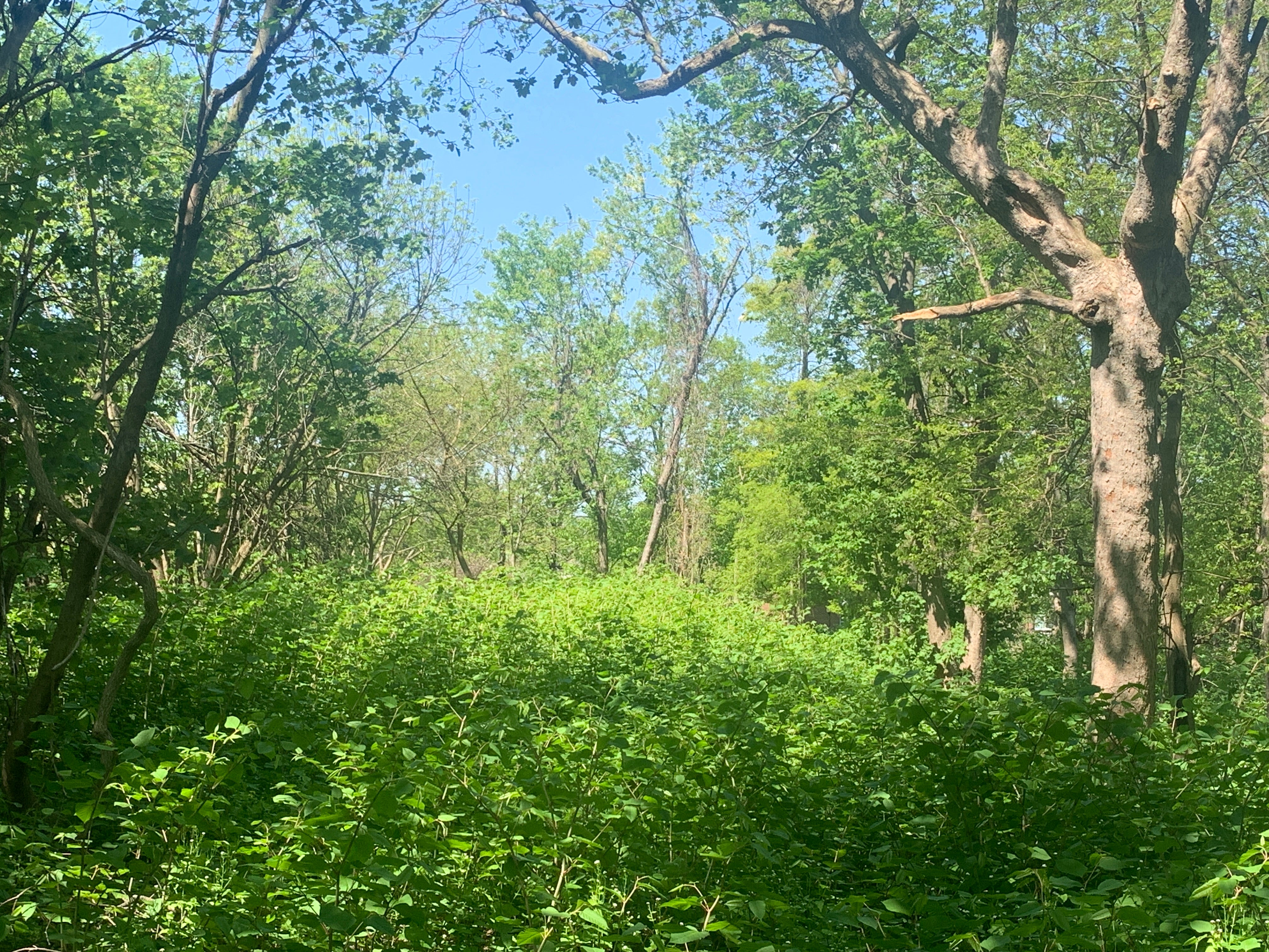 A living forest of newly grown knotweed near MLK Elementary School in Mt. Hope, Providence