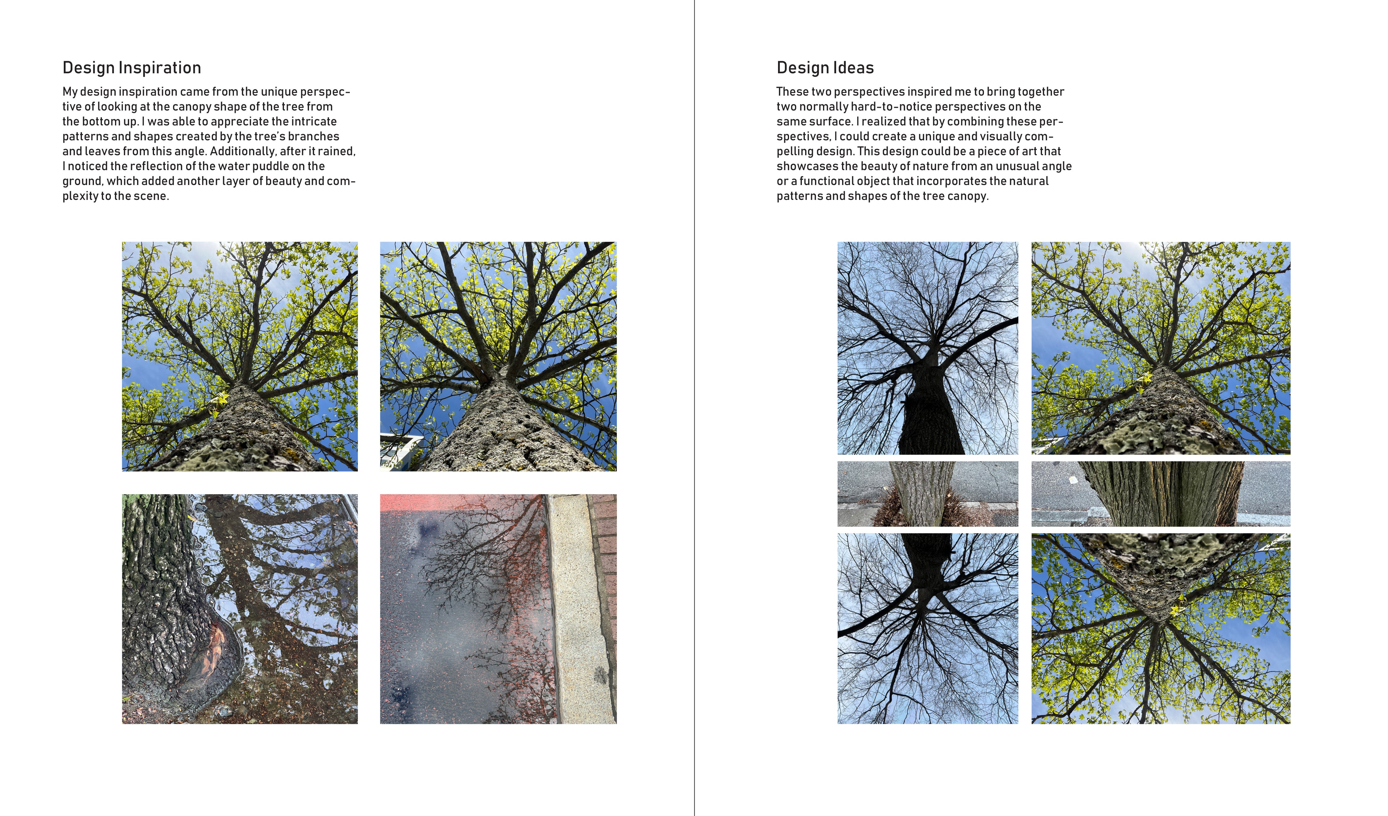 Tree canopy and the reflection of canopy in water puddle. 