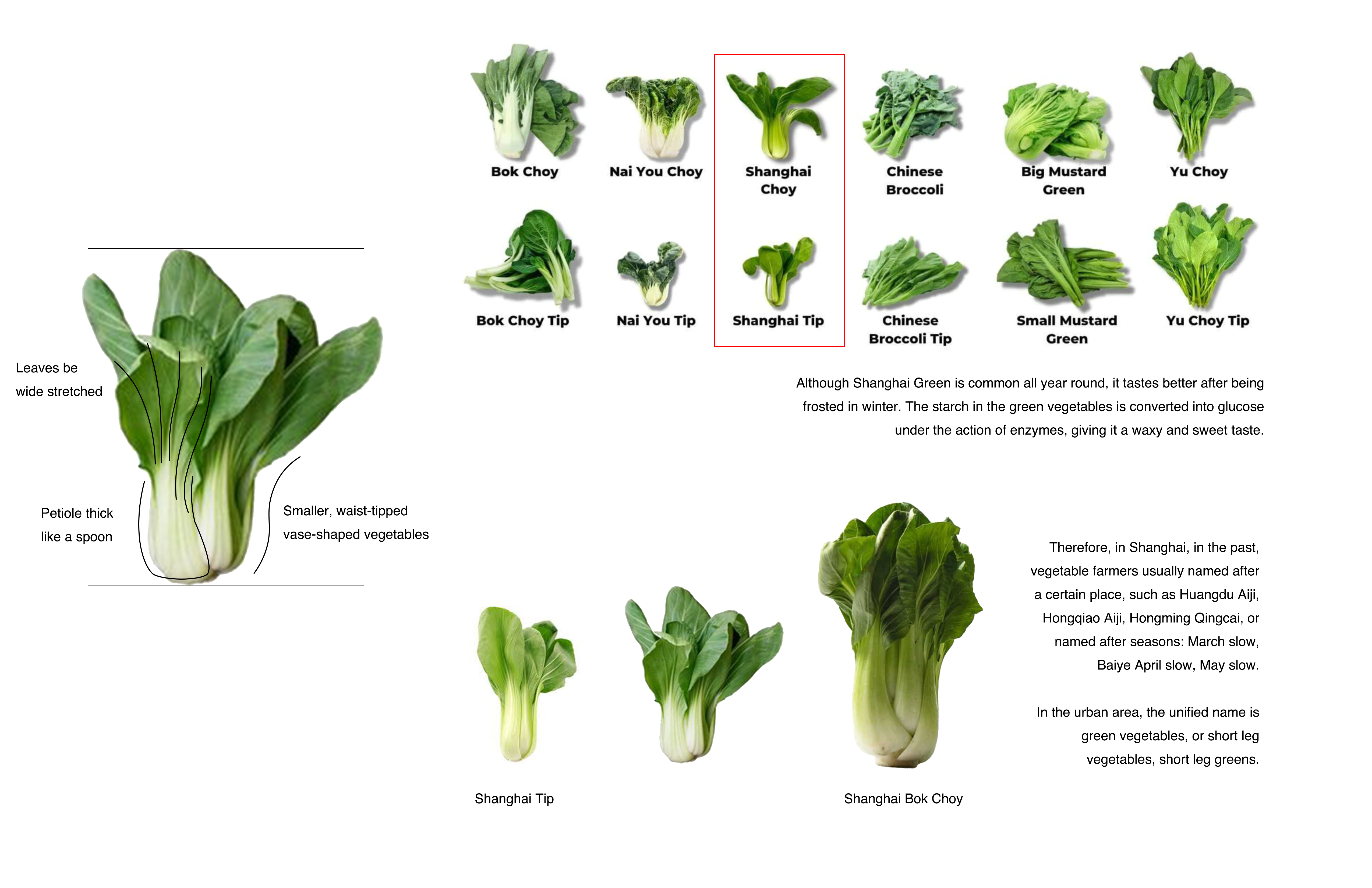 Our perception of vegetables has been changed by so-called organic companies, and the change in Shanghai Bok Choy is particularly obvious.