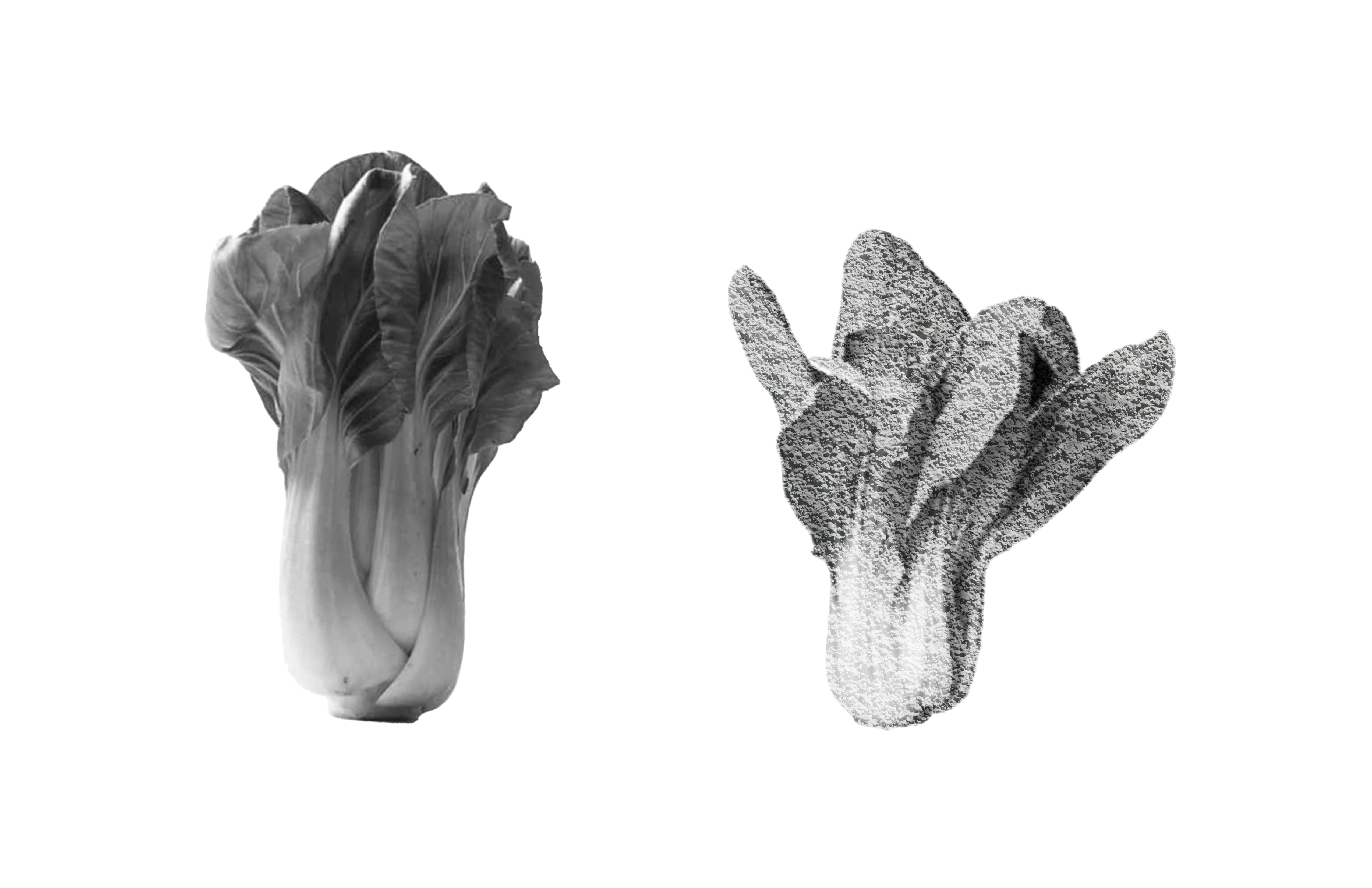 Today's vegetables can be regarded as concrete in terms of taste, origin, planting area, and time duration.