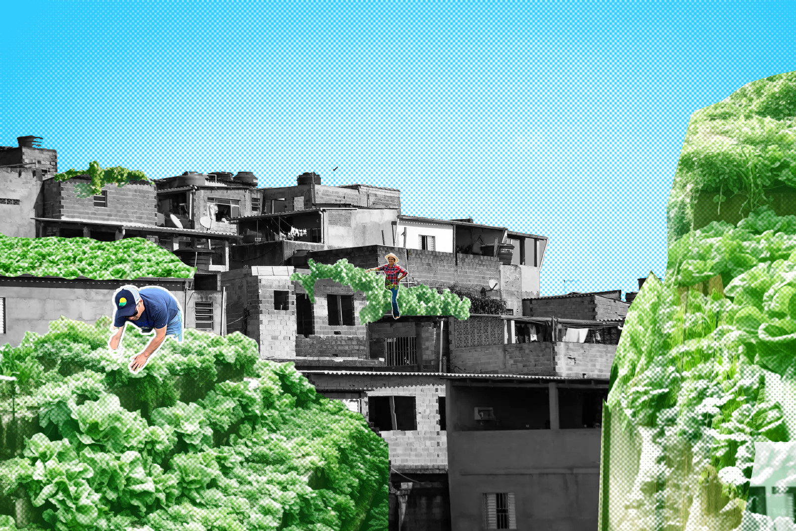 Given the limited load-bearing capacity of the roof of the Favela building, priority is given to the planting of shallow-root Leafy Vegetable and Vine Fruit and vegetable.