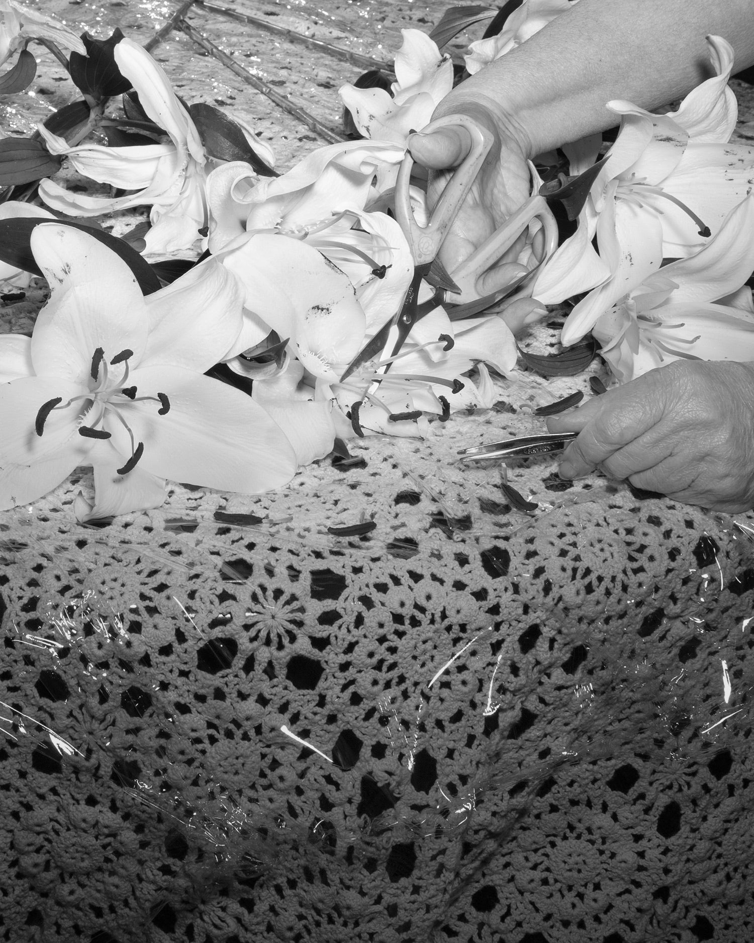 Black and white pigment print of lilies having their pestles removed on a table. 
