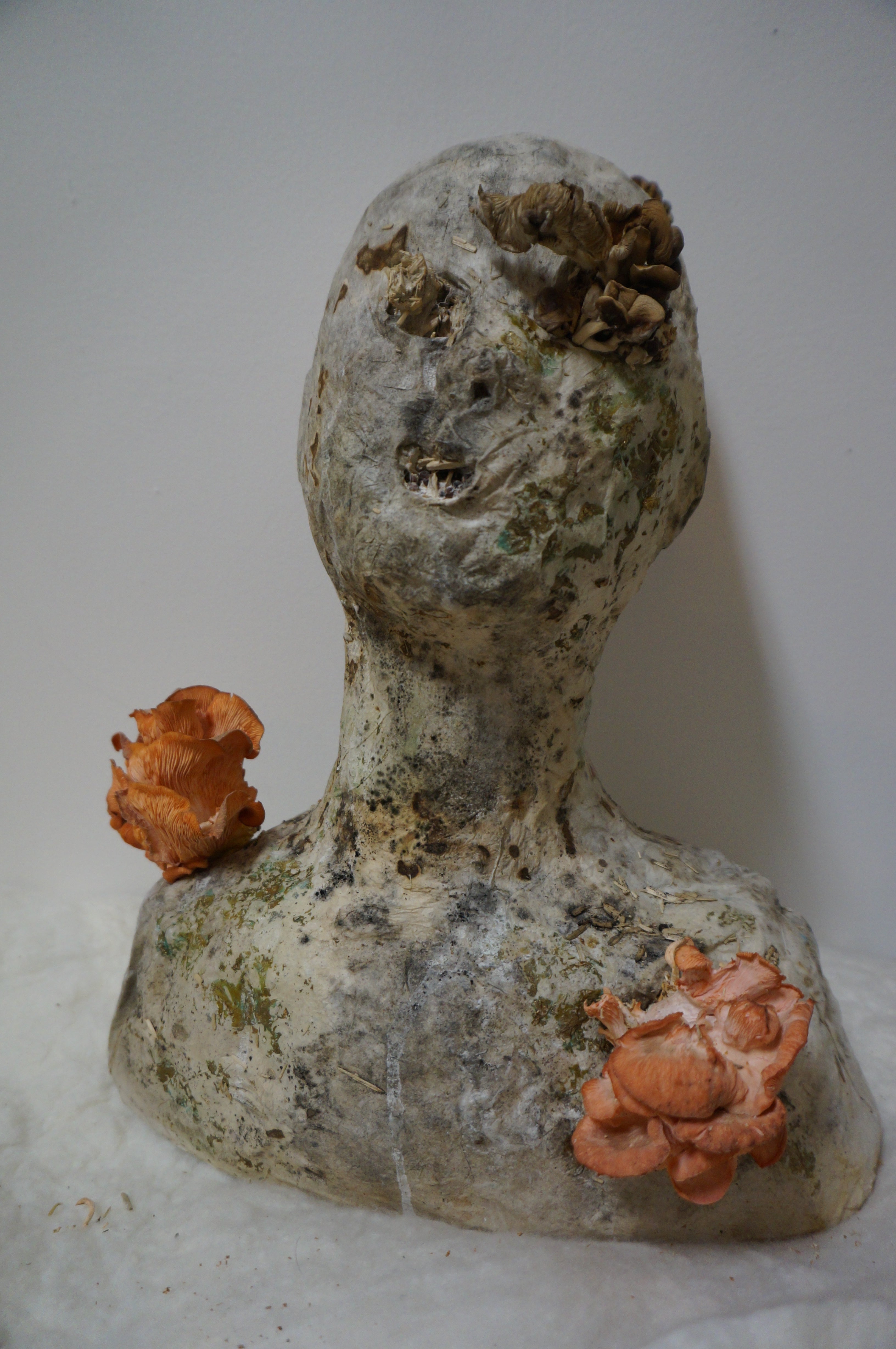 Head stuff with mycelium mushroom  emerge.
