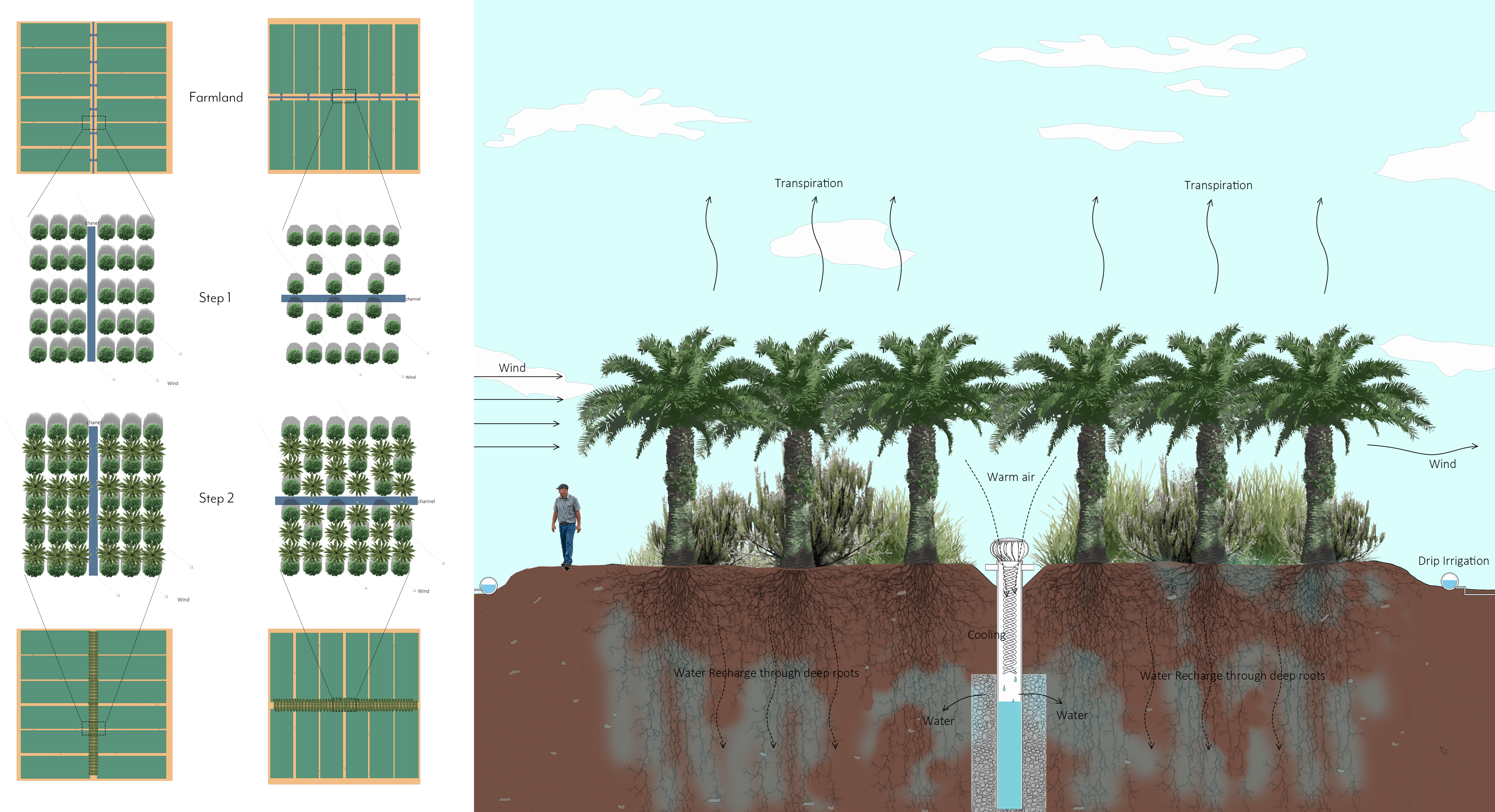 Building a wind wall in farmland can prevent wind from taking away surface humidity and reduce excessive evaporation of water. By utilizing the root systems of date palms and shrubs, moisture can be brought deep into the soil. Additionally, an airdrop device can condense moisture in the air to further lock in humidity. The root network established by the wind wall can increase the soil's ability to absorb water, promote microorganisms in the soil, and improve soil health. This is conducive to the long-term 