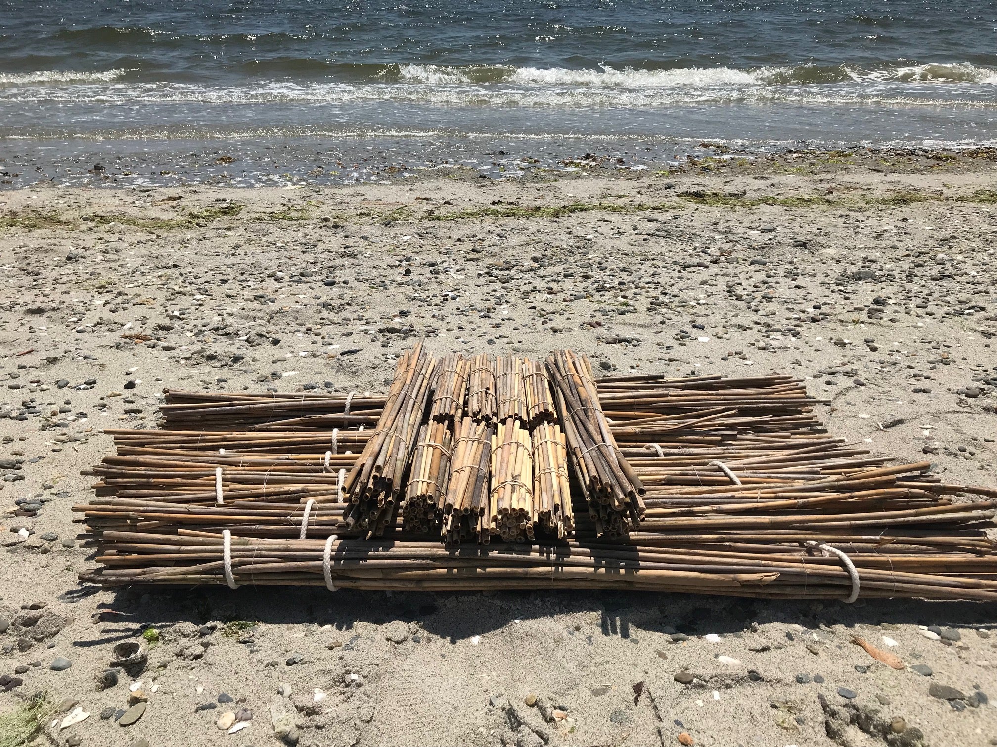 Image of phragmites bundles on a beach.