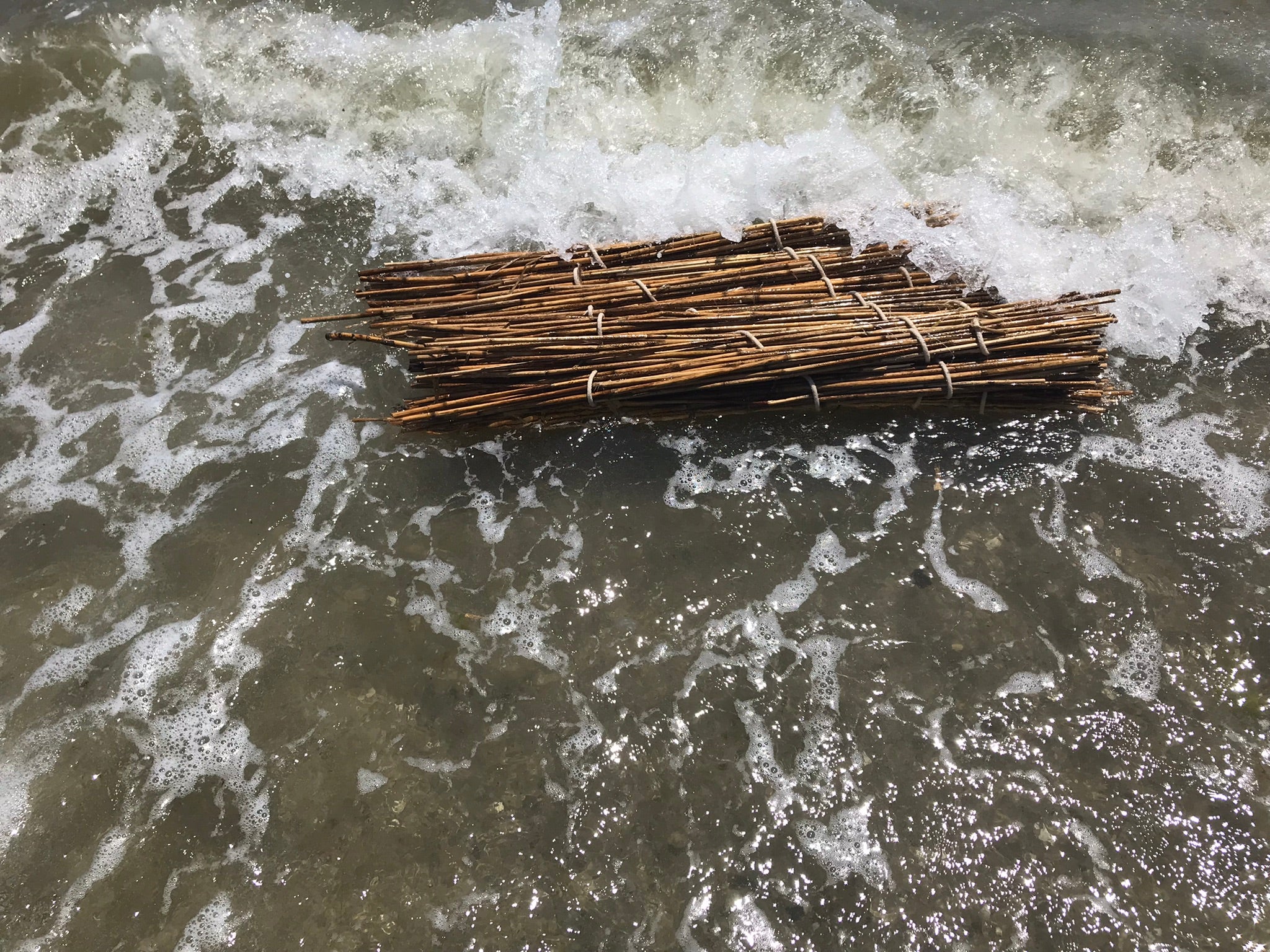 Image of bundle of phragmites in waves at a beach.
