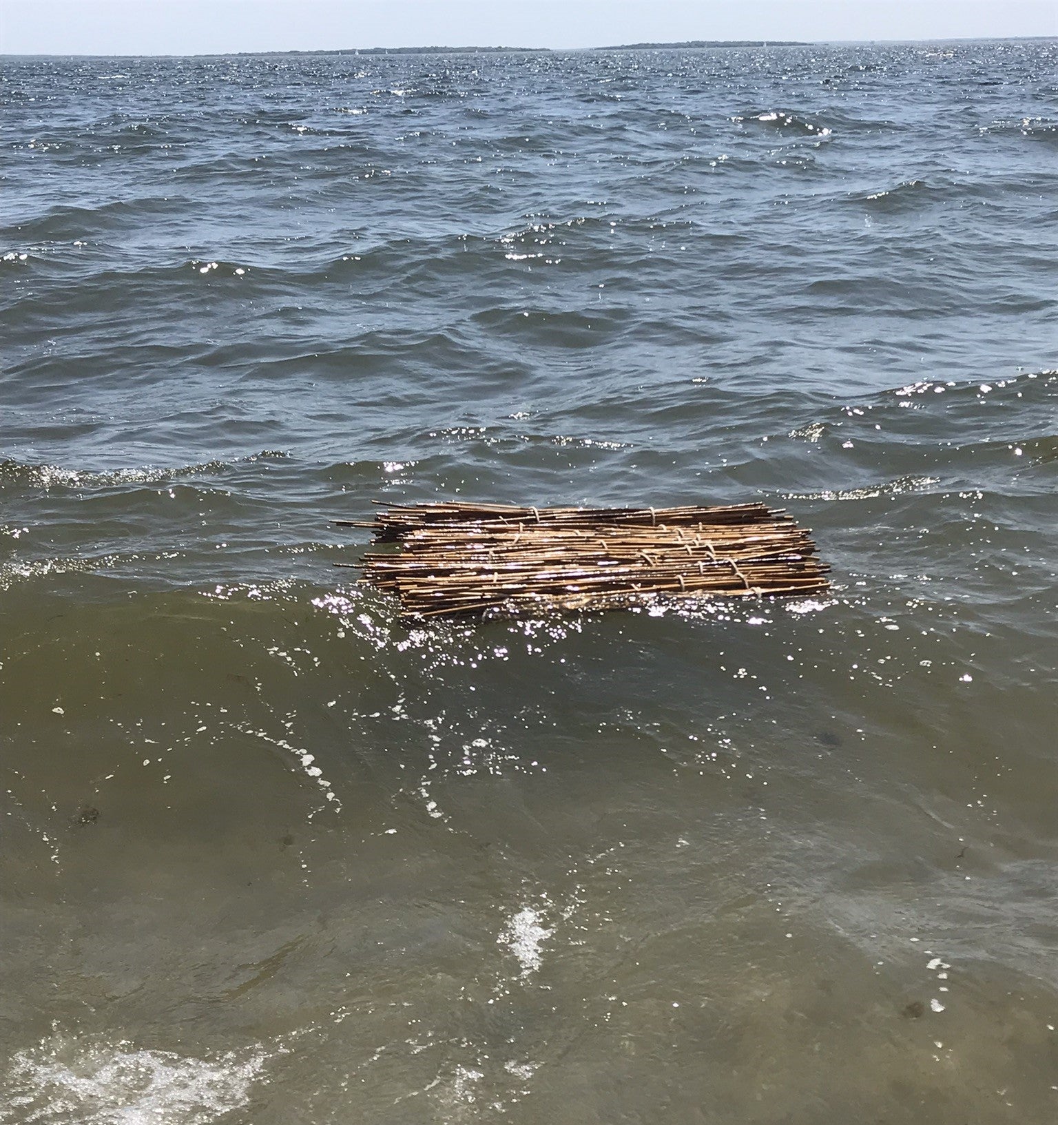 Phragmite bundles in the current.