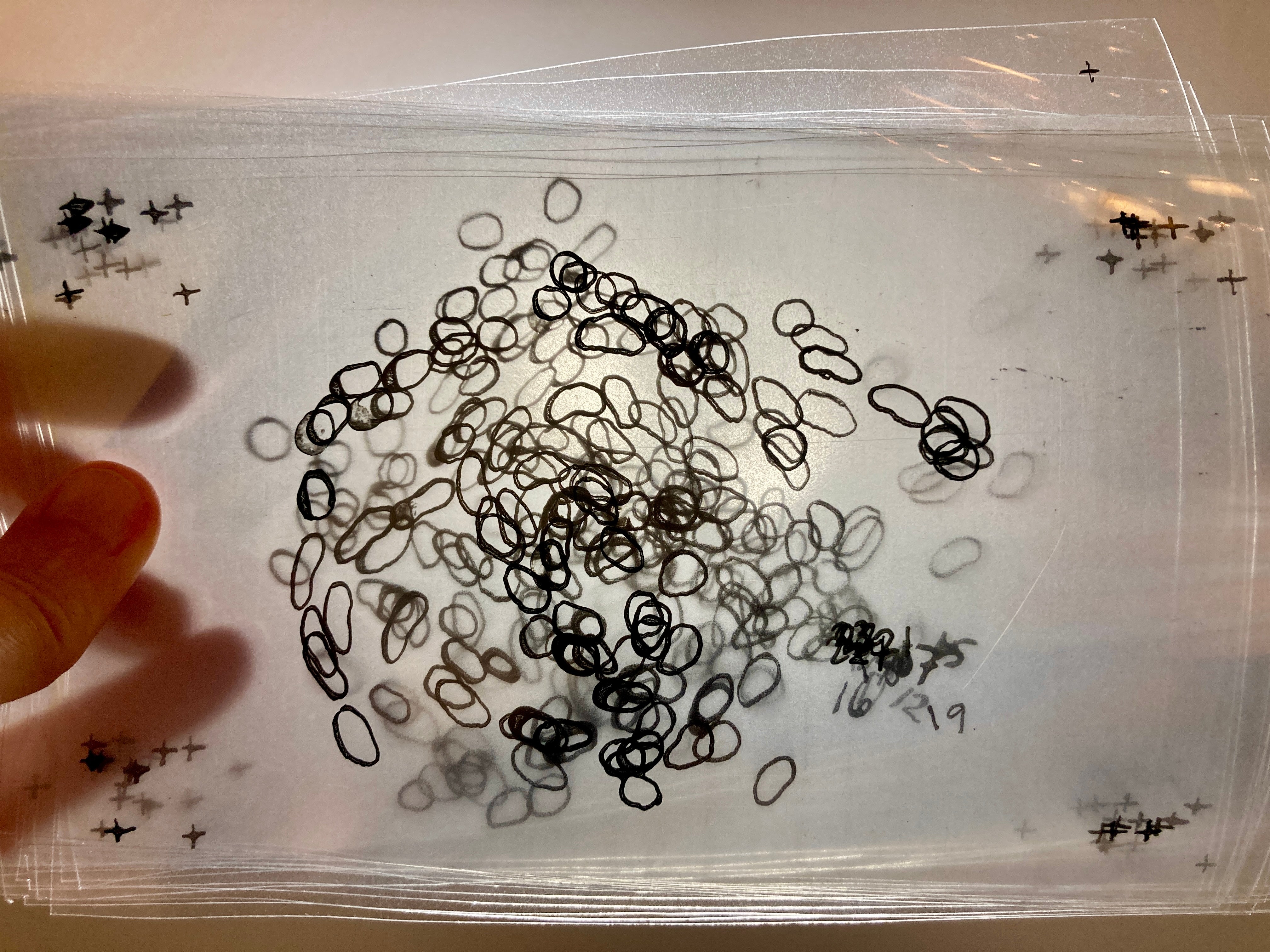/Many%20animation%20frames%20drawn%20on%20sheets%20of%20transparency%20are%20held%20up%20to%20the%20light.%20The%20small%20ink%20shapes%20are%20seen%20colliding%20through%20these%20transparent%20layers.%20The%20frames%20are%20numbered.