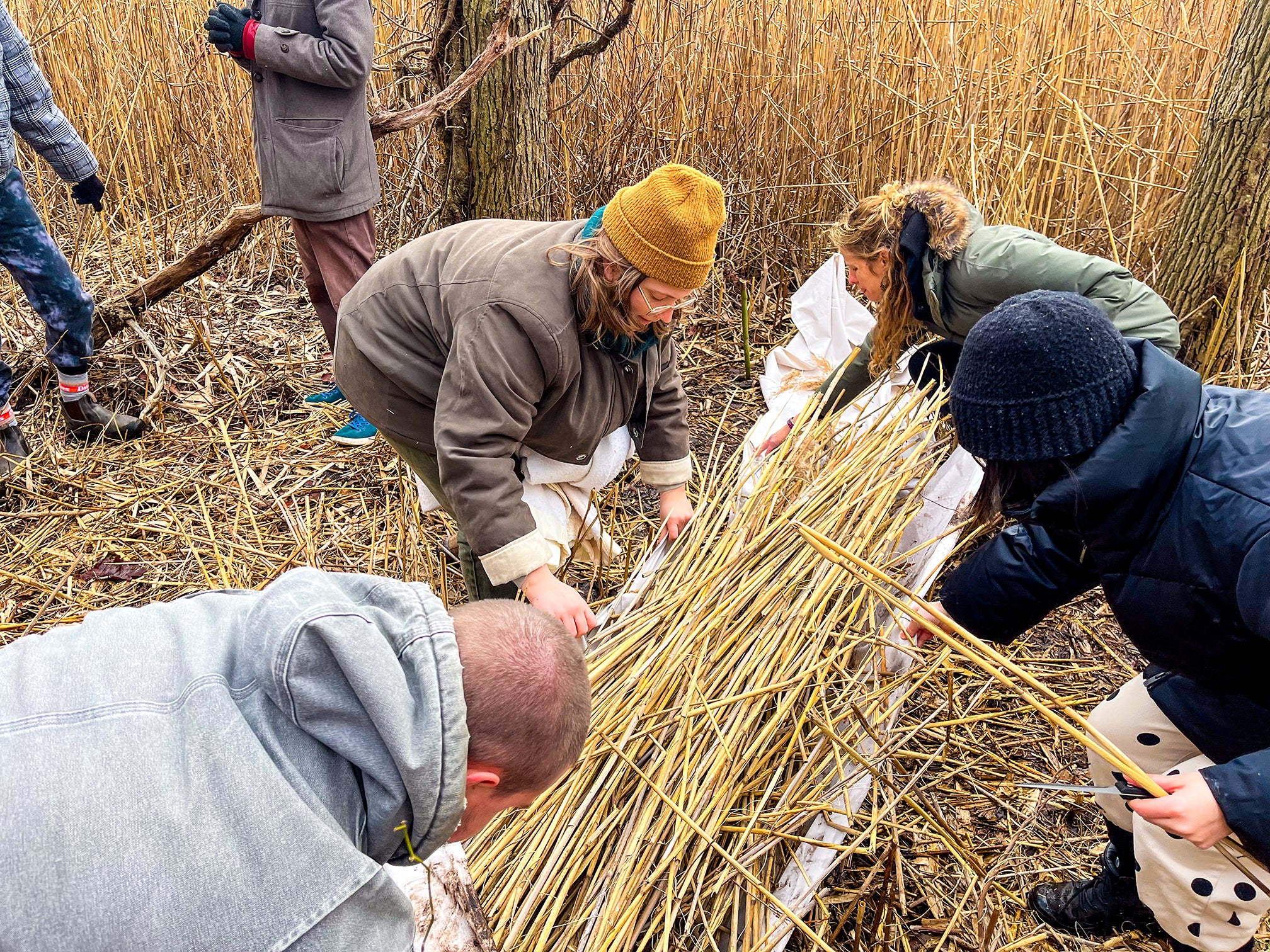 /People%20gathered%2C%20harvesting%20Phragmites%20at%20the%20RISD%20Farm