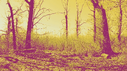 /Image%20series%20of%20a%20person%20moving%20through%20the%20Phragmites