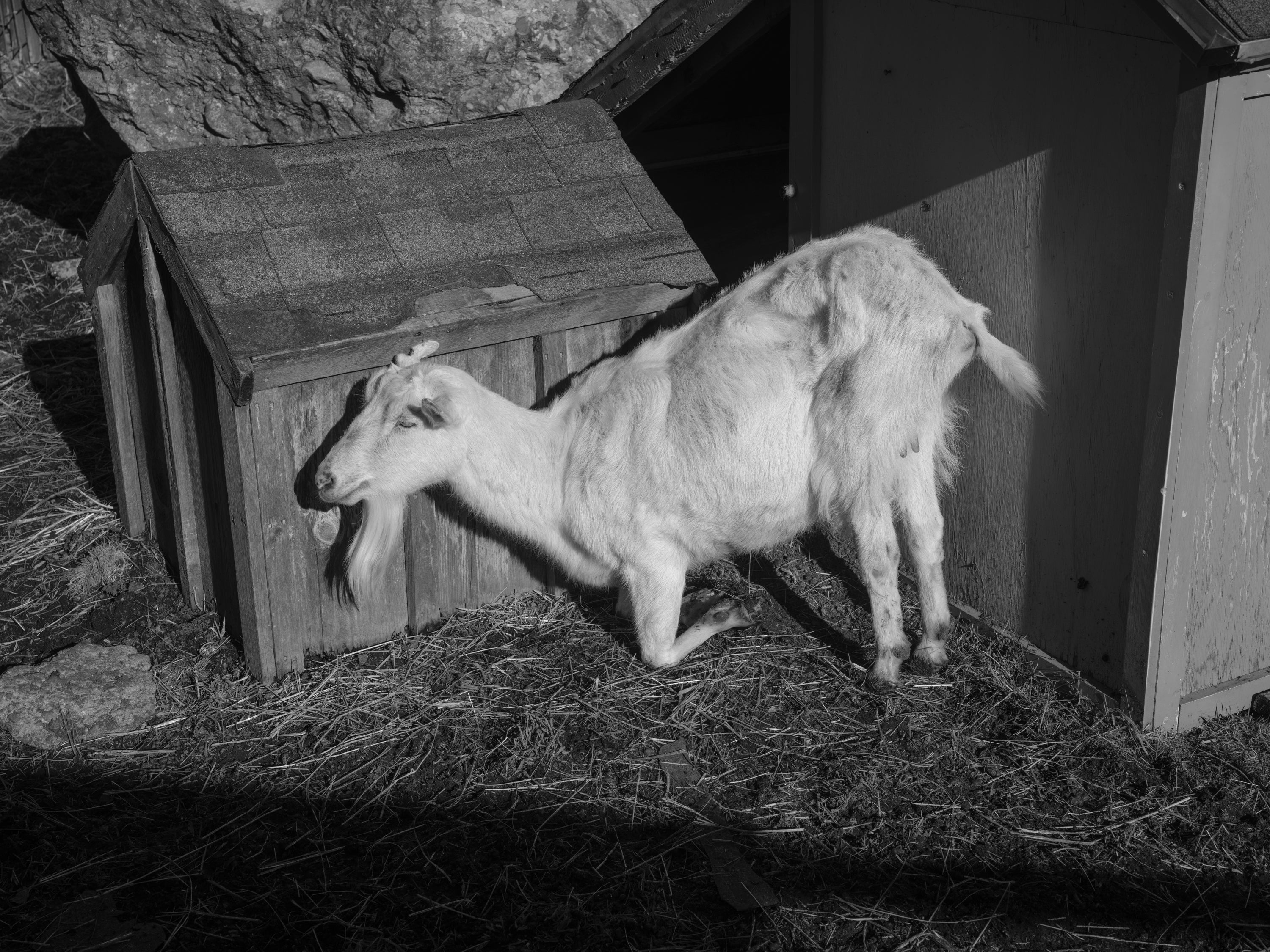 /Black%20and%20white%20photograph%20of%20a%20goat%20sitting%20in%20the%20sun%2C%20laying%20down%20only%20on%20its%20first%20legs%2C%20surrounded%20by%20geometric%20shapes%20and%20shadows