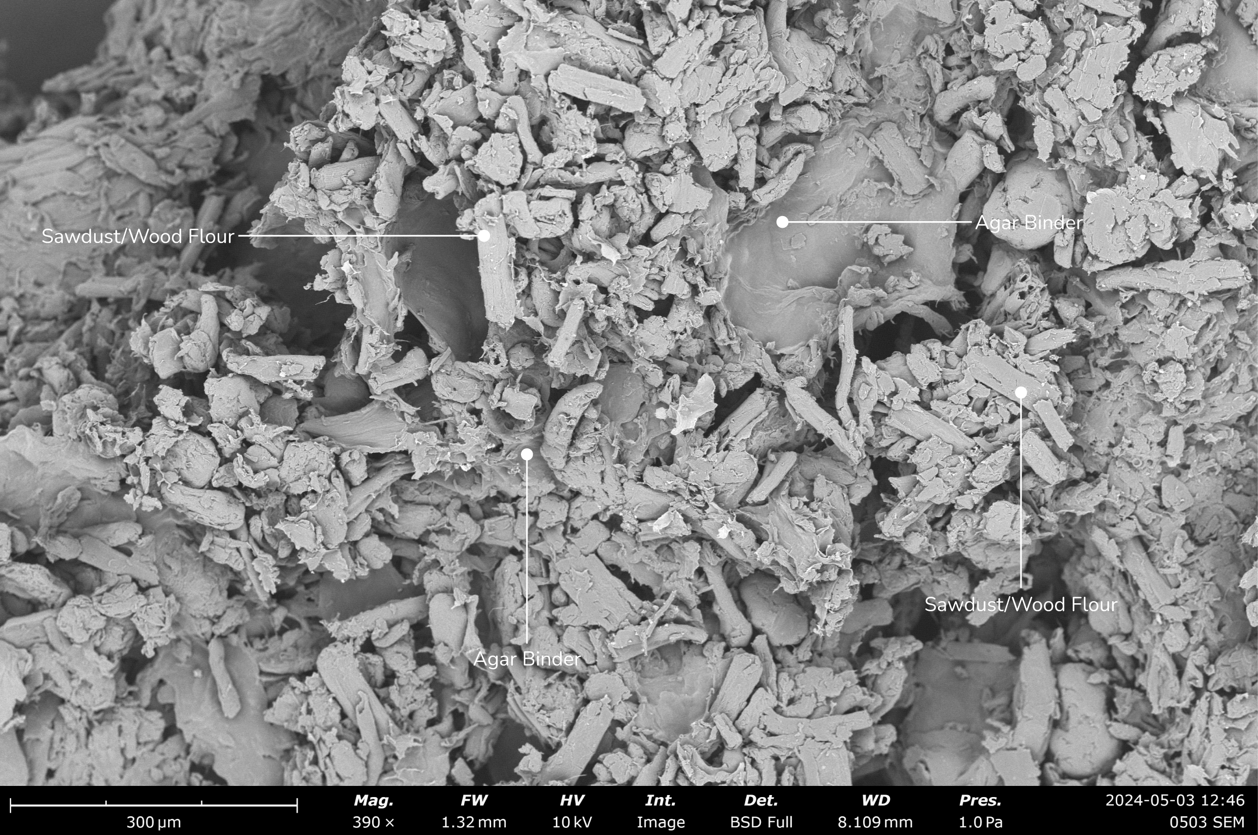 The SEM photo of the sawdust-based biomaterial shows granules of wood flour bound by an agar-based polymer at a scale of 300 micrometers.