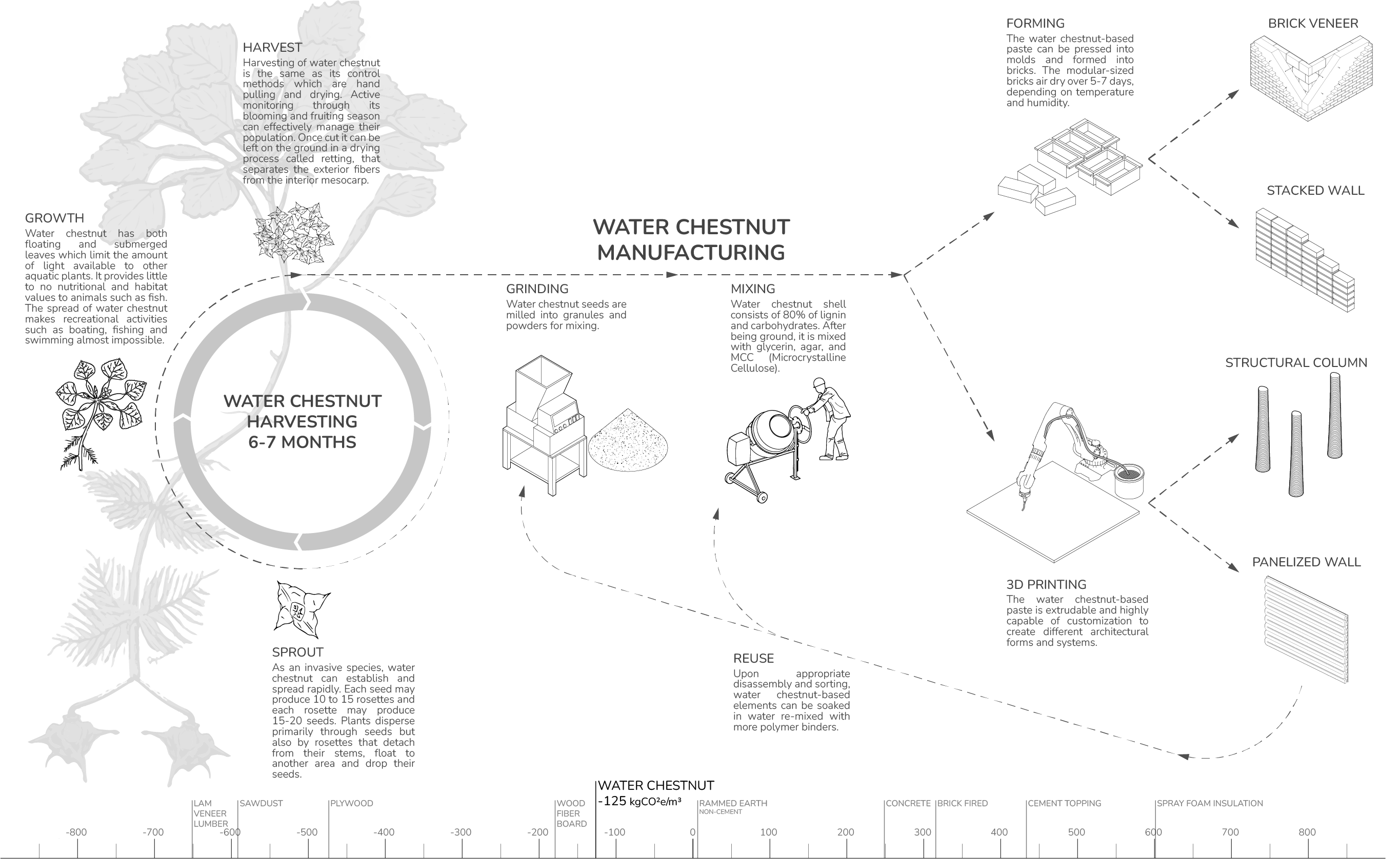 The life cycle diagram illustrates water chestnut growth and harvest, its manufacturing process (grinding and mixing), potential architectural applications, and an estimated scale of its carbon sequestration ability.