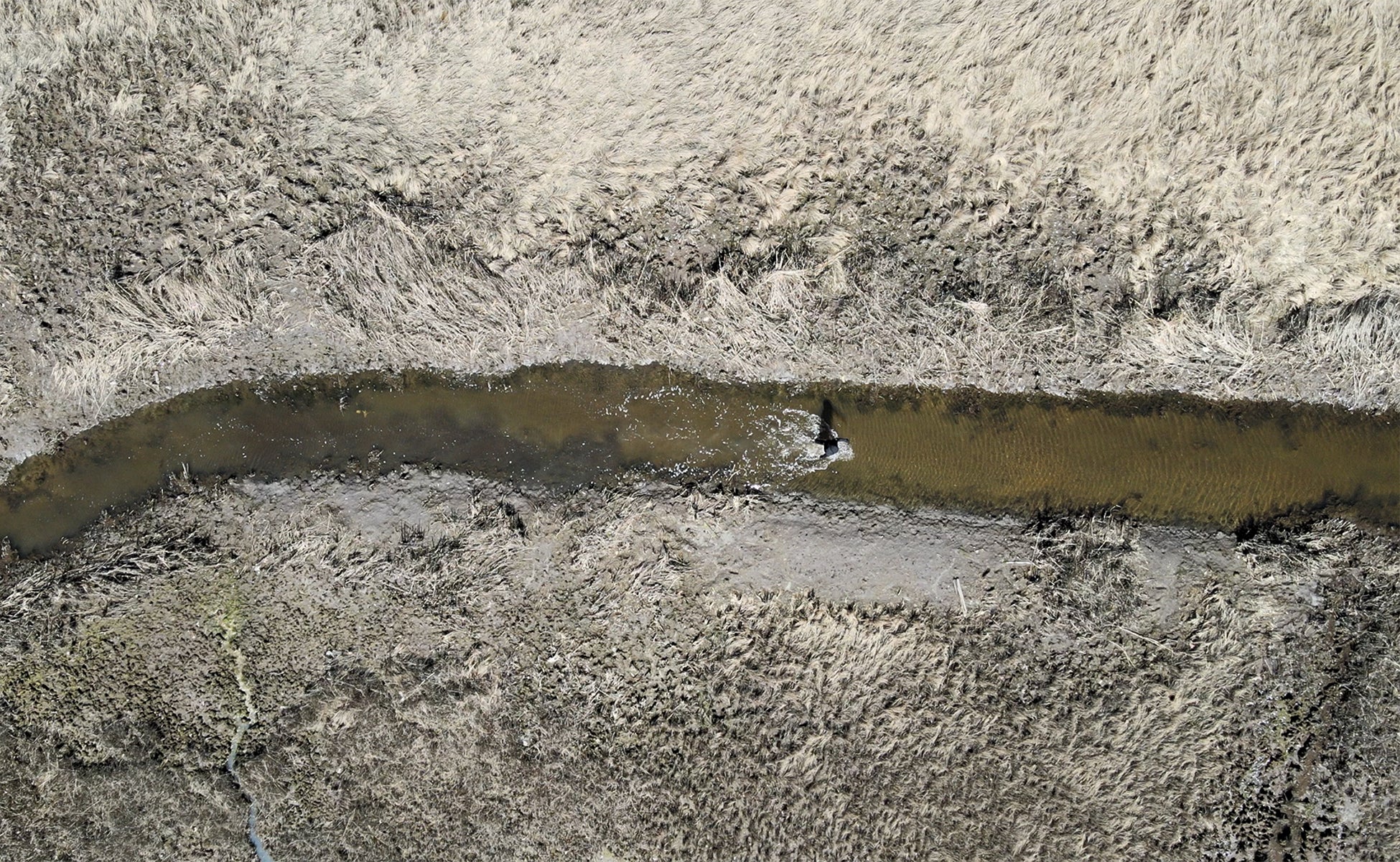 /Drone%20footage%20of%20person%20walking%20in%20the%20middle%20of%20a%20salt%20marsh%20channel.