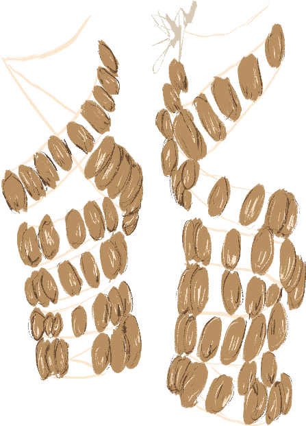 /A%20pair%20of%20leg%20rattles%2C%20made%20from%20dried%20seed%20pods%2C%20are%20wrapped%20around%20invisible%20leg%20in%20a%20dance%20position.%20Pods%20are%20positioned%20as%20if%20the%20dancer%20has%20left%20foot%20slightly%20in%20front%20of%20right.
