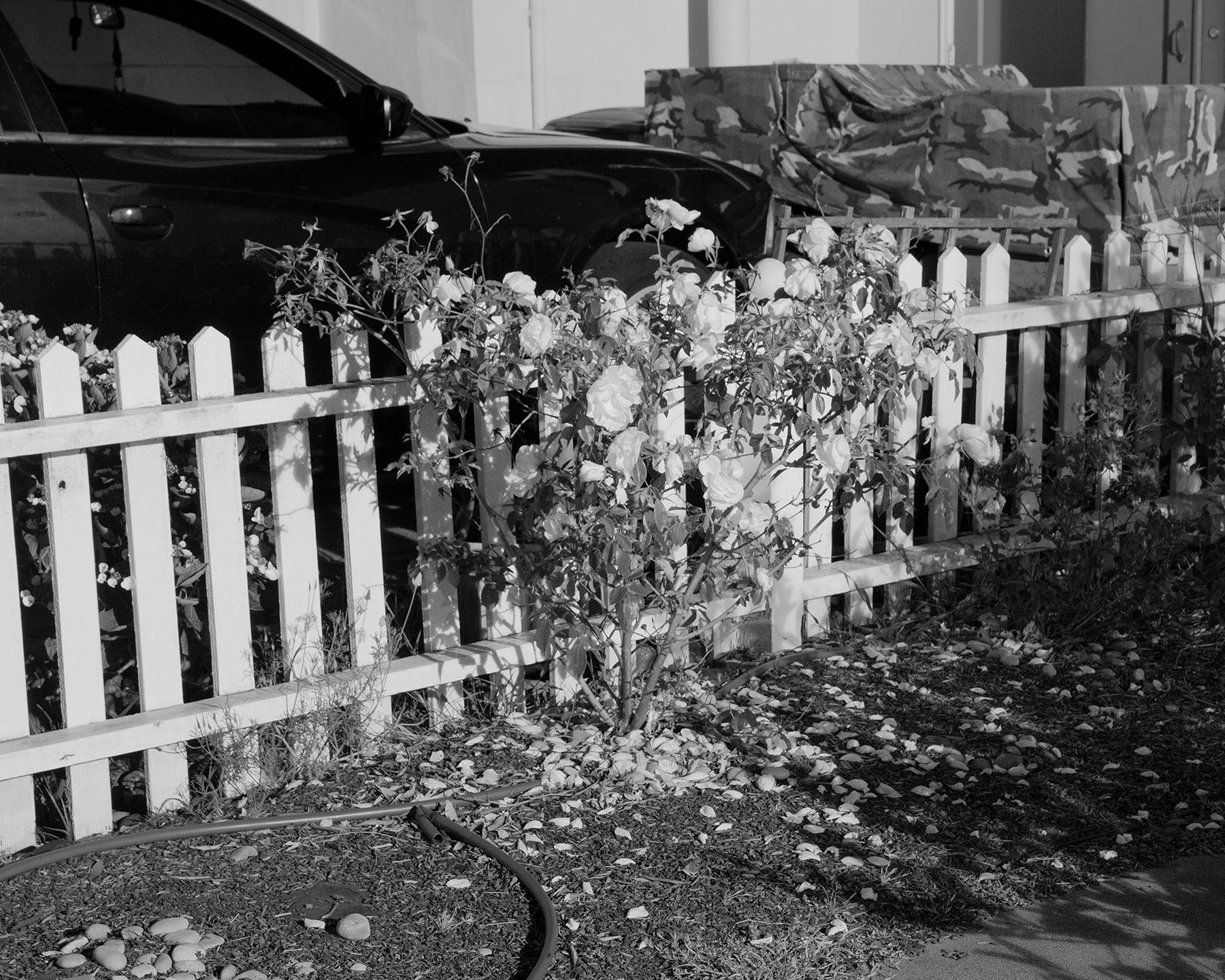 /A%20black-and-white%20image%20of%20a%20brightly%20lit%20picket%20fence%20and%20a%20ragged%20rose%20bush%20in%20the%20dark%20of%20night.%20In%20the%20background%20is%20a%20camo%20tarp%20and%20black%20SUV.%20