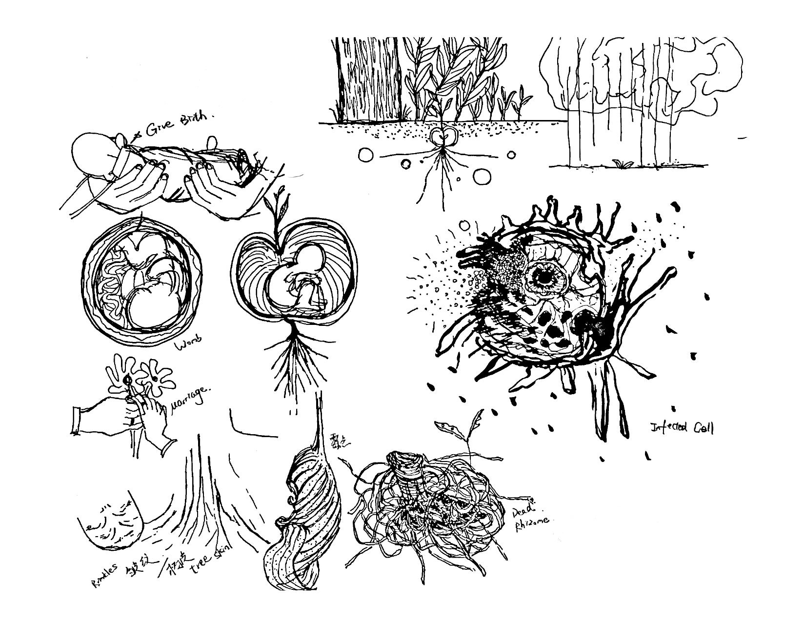 /Analygous%20Sketch%3A%20Plants%20and%20Human%20Shared%20lmportant%20Life%20Moments