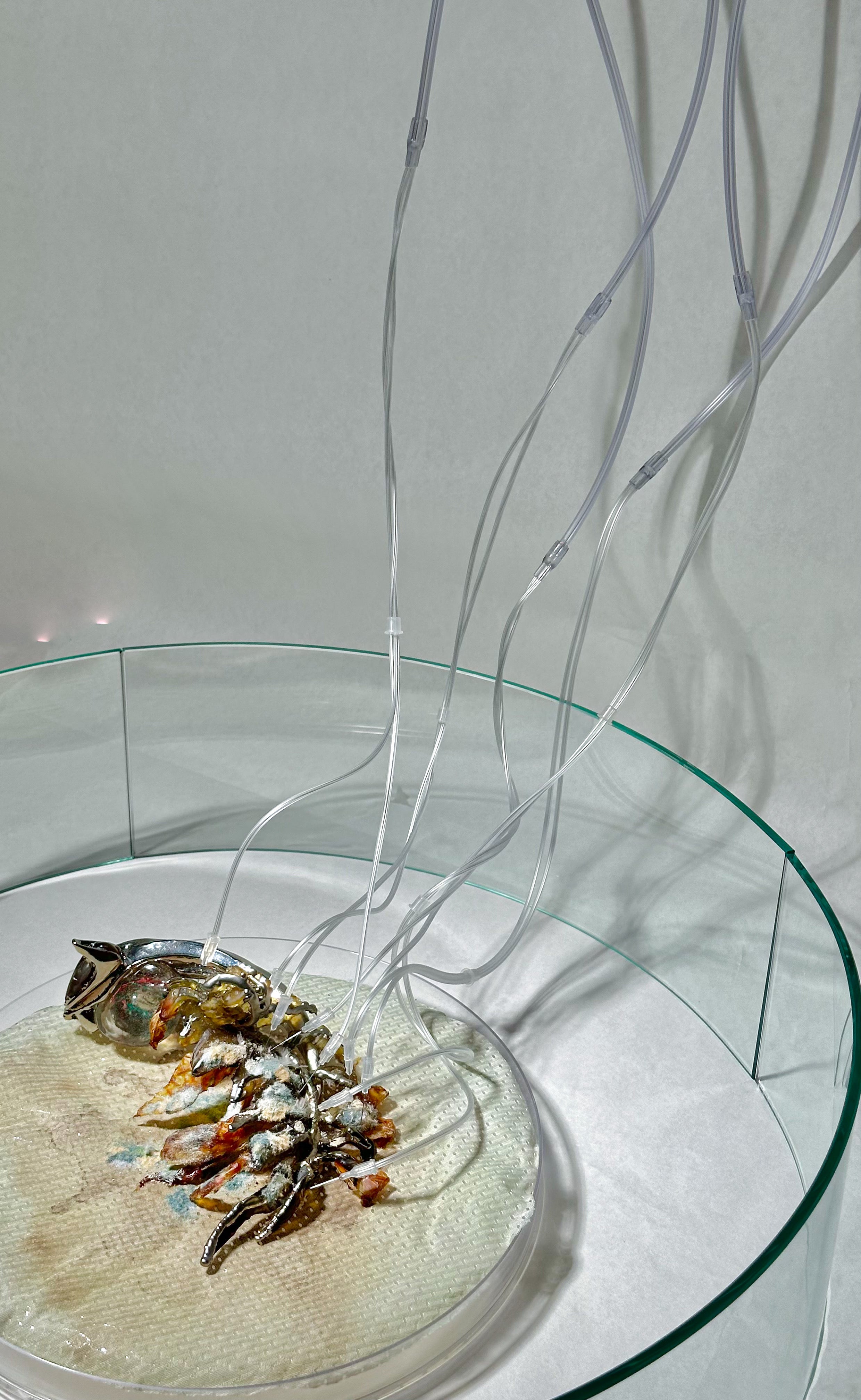 /Speculative%20installation%20of%20a%20decaying%20biotech%20ear%20device