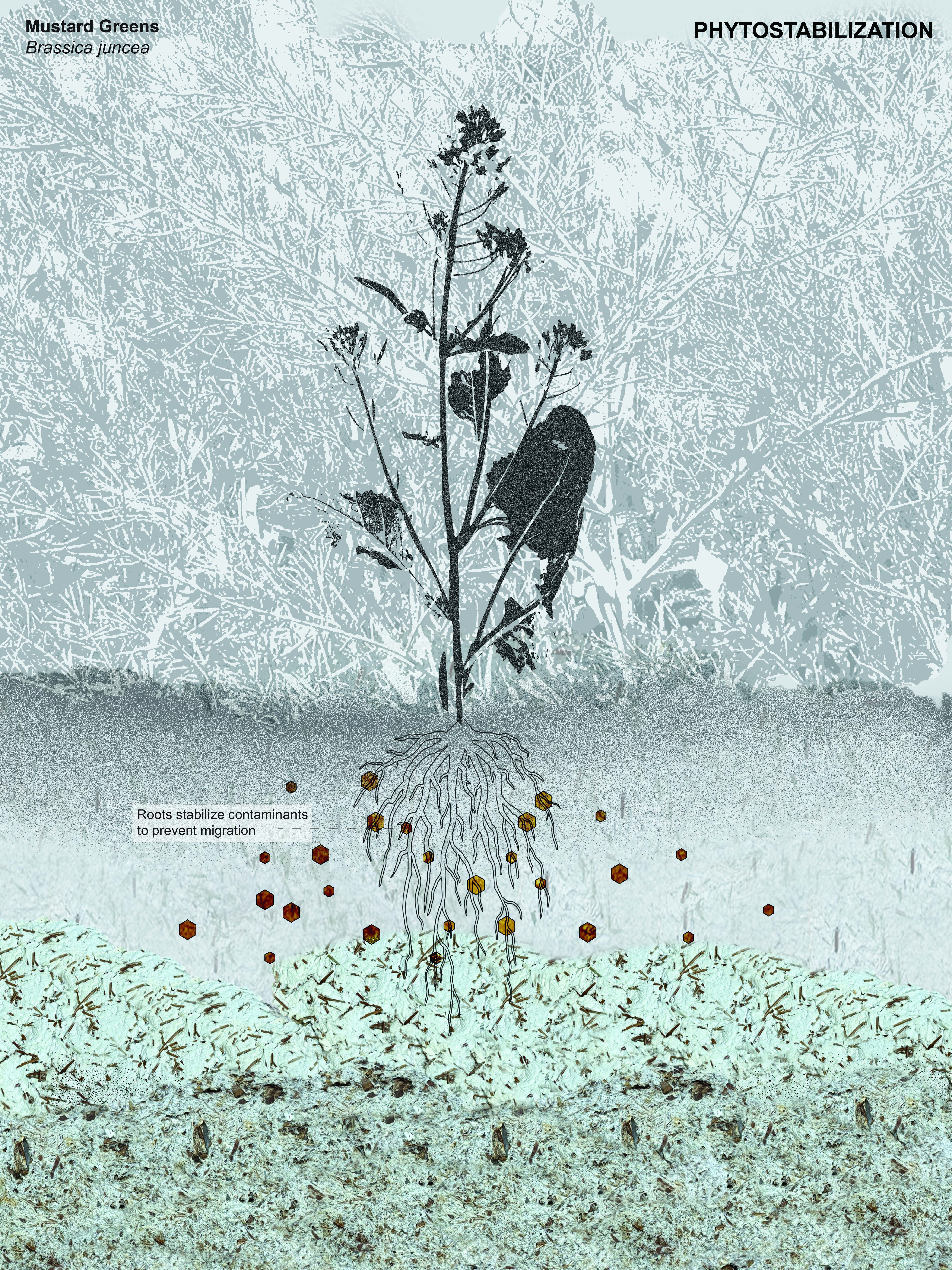 Mustard greens grow from contaminated soil, depicted with pulp textures. Their roots are shown stabilizing dioxins.