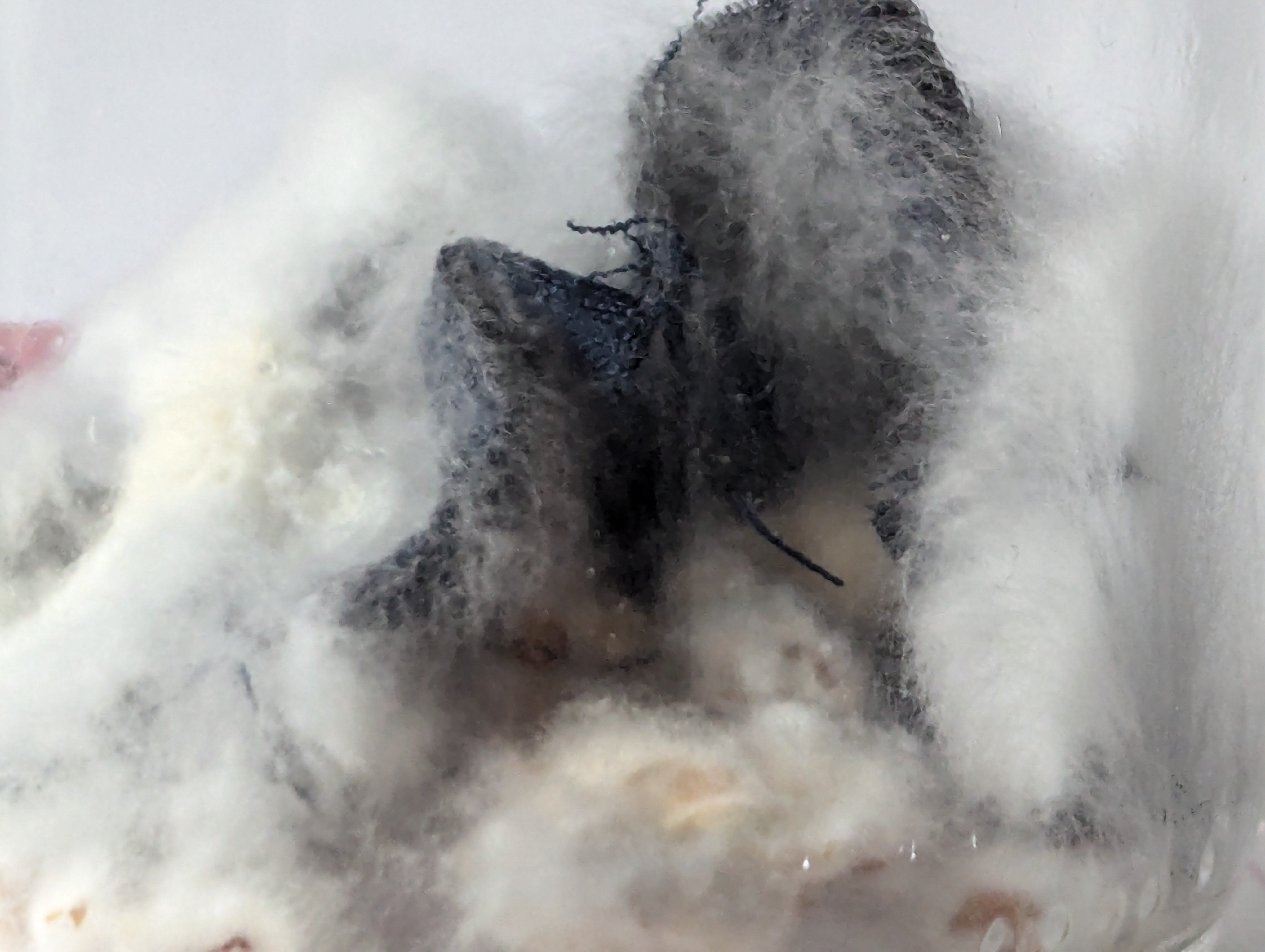 Jar containing white mycelium visibly colonizing a strip of polyester fabric inside a controlled experimental environment.