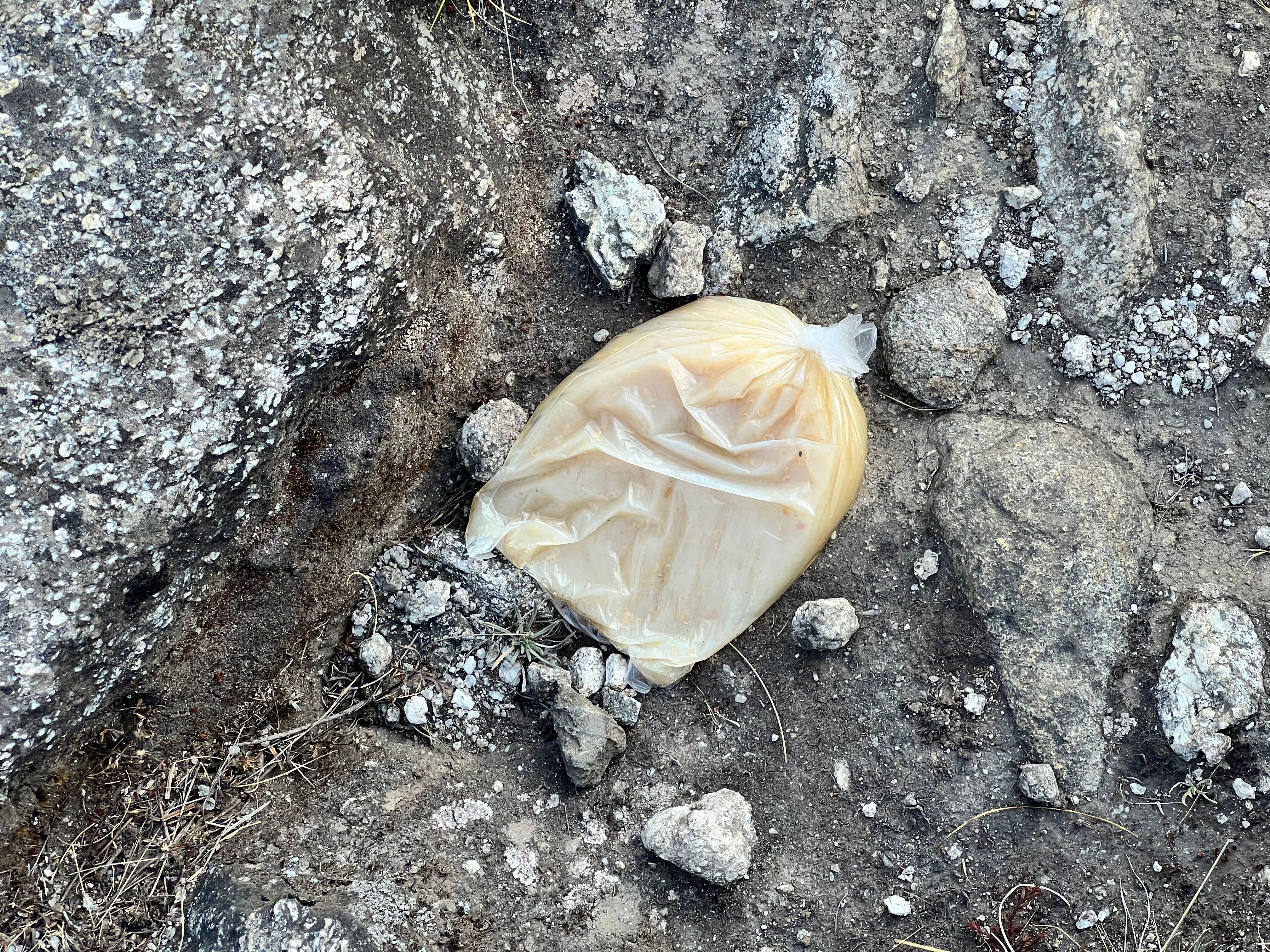 Plastic clear bag tied, containing an unknown milky liquid.Brown and grey ground with bits of plant and rock debris. 