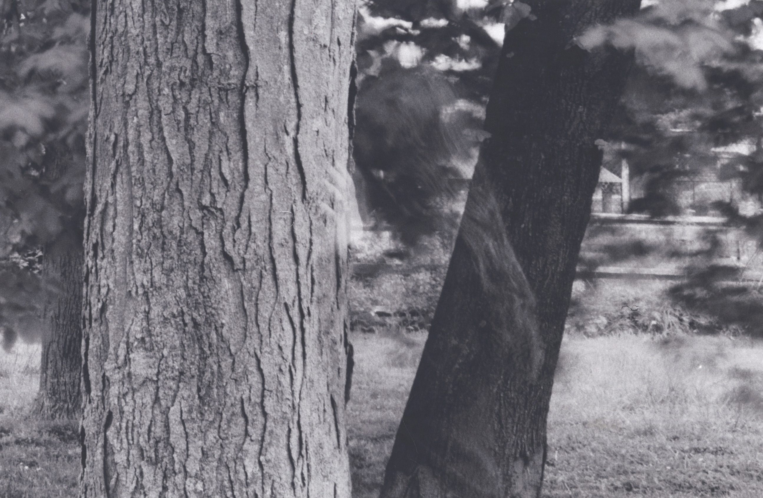 black and white close-up image of a tree trunk