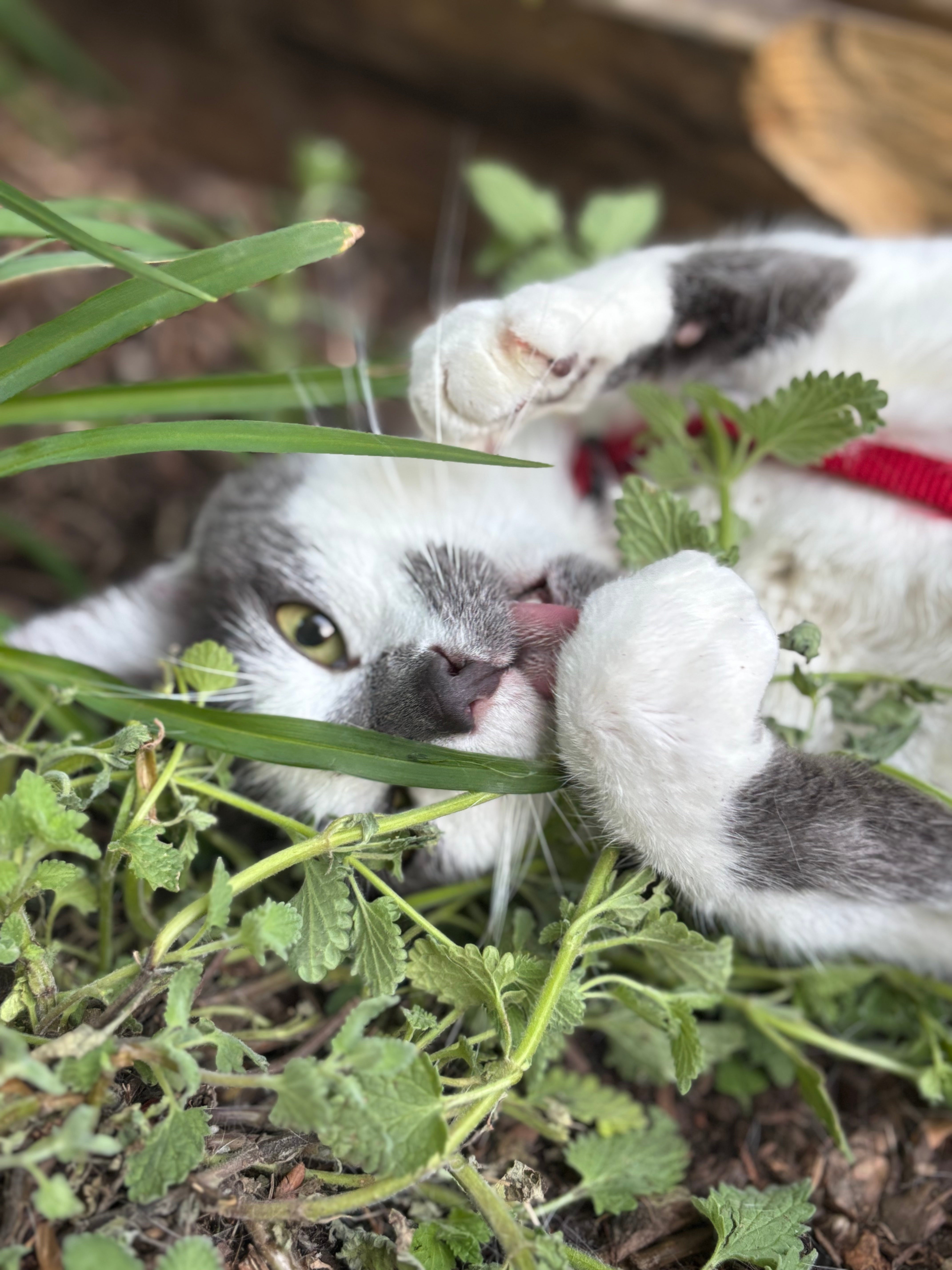 grey and white cat playing in catmint