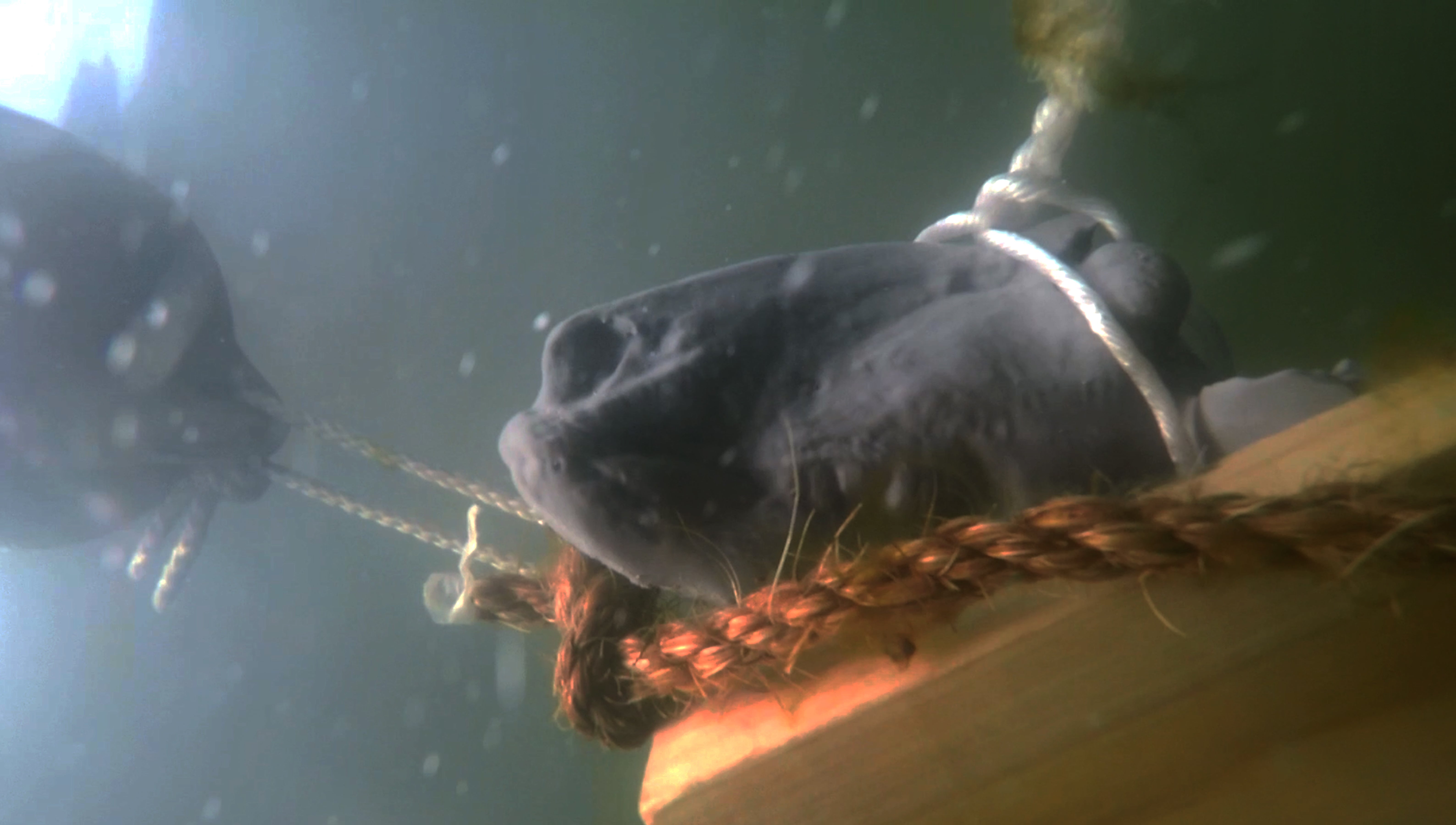 A plastic lamb head, based on a 3D scan, held under the water.