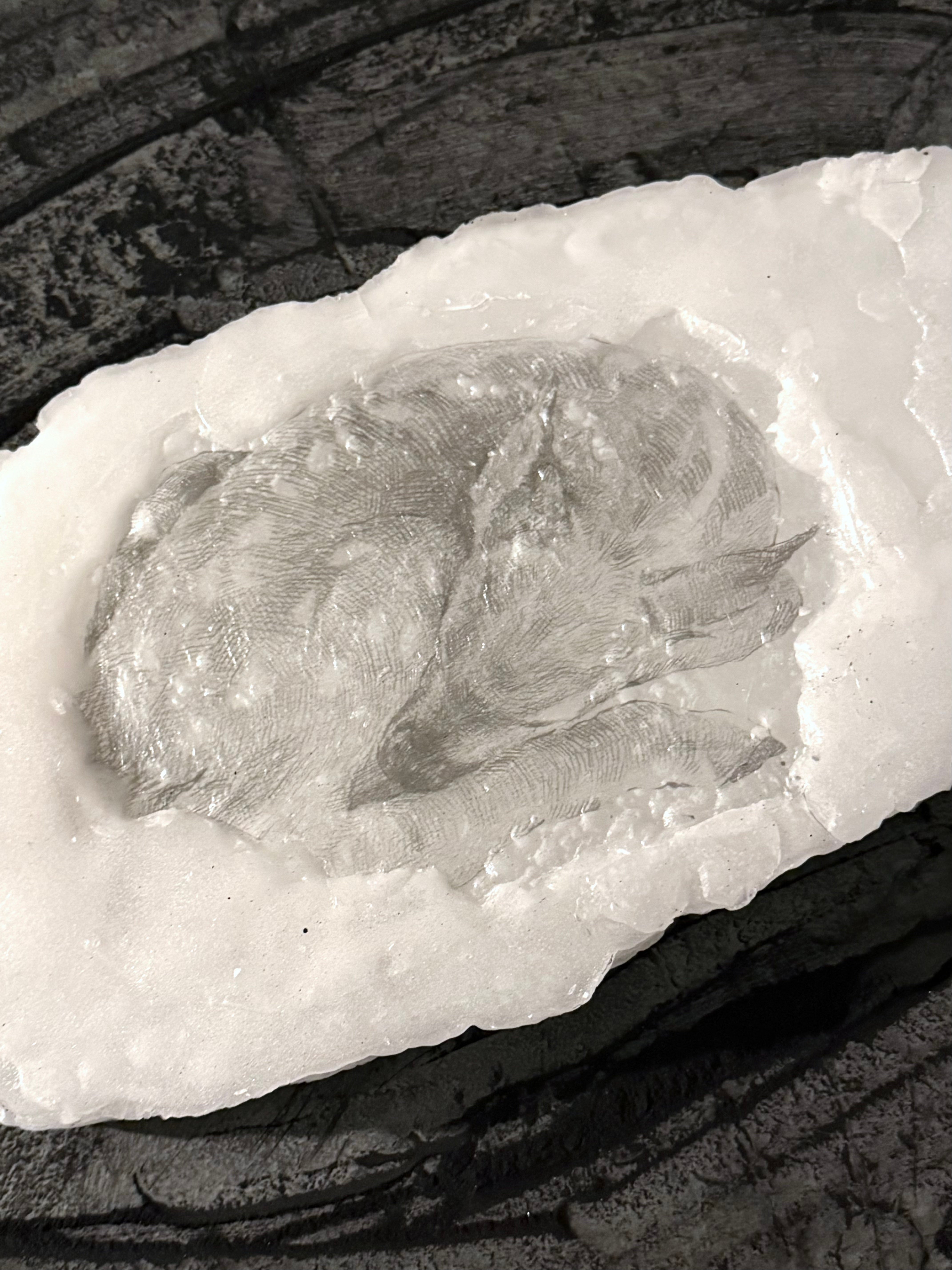 Close-up of a translucent sleeping fawn image embedded in white paraffin on a dark charcoal-covered surface.