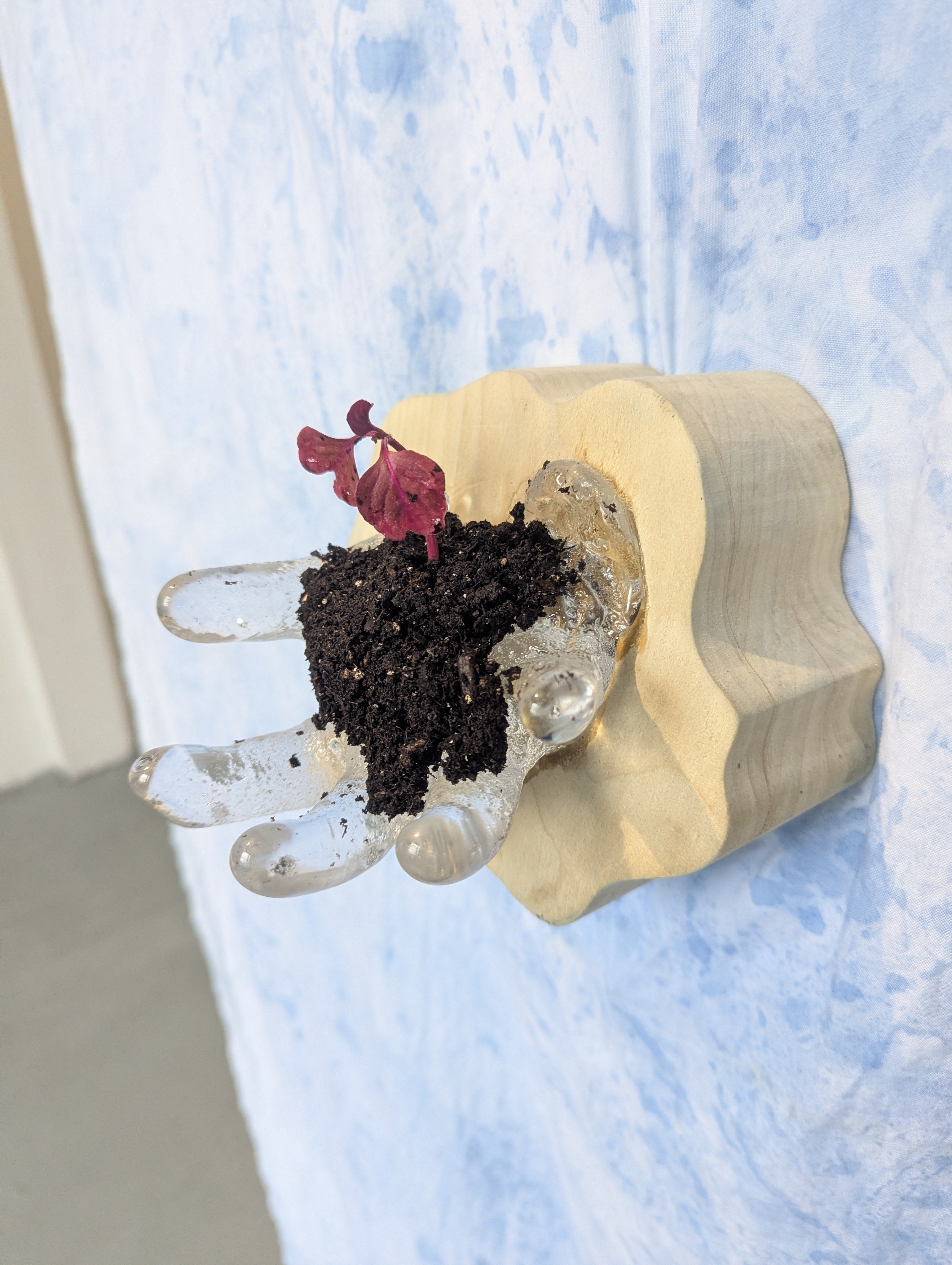 Close up of red herbal leaf planted in soil nestled in a glass hand mounted on a wood base, set against indigo-dyed white fabric hung vertically.