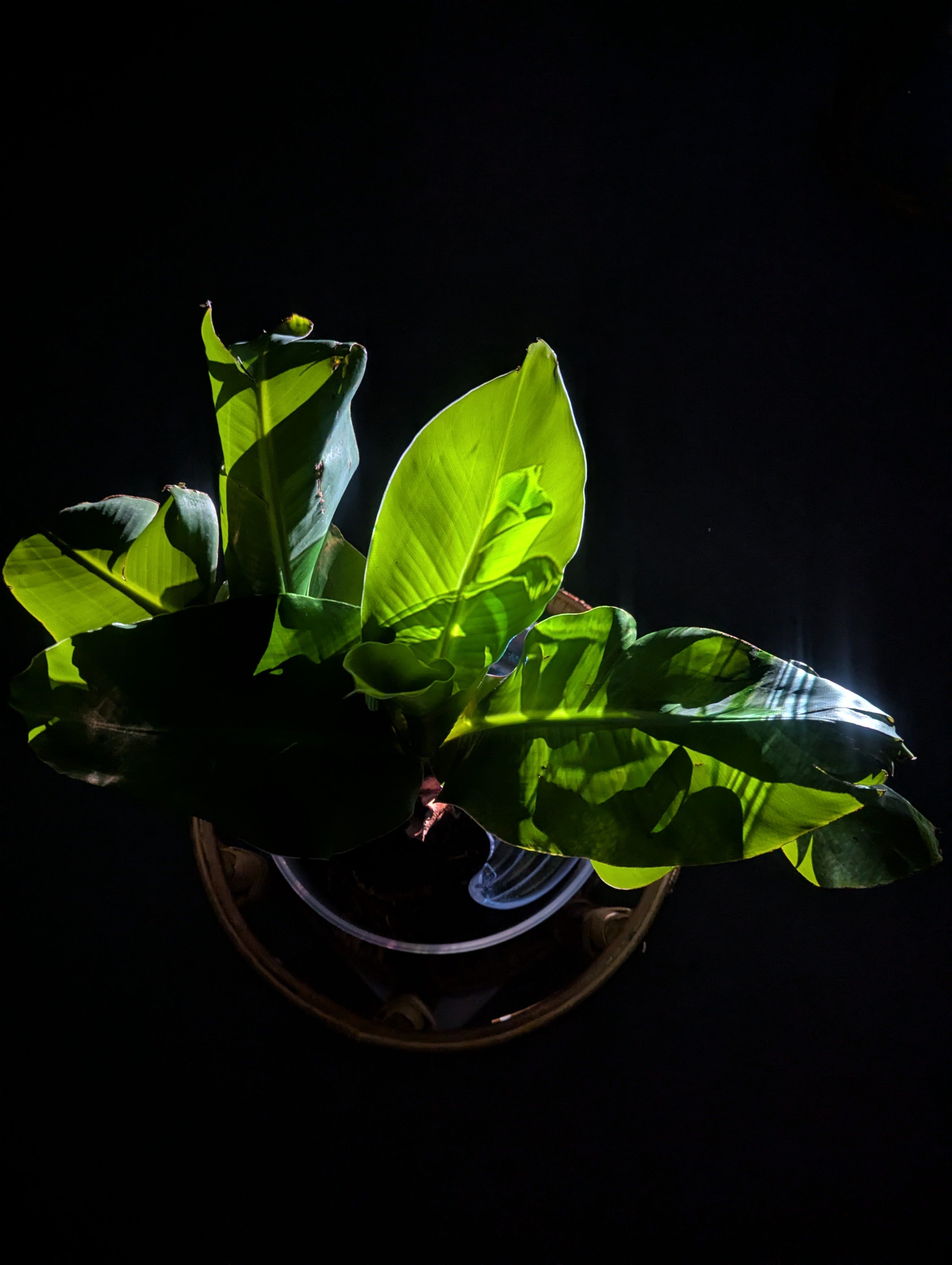 Detail shot of a video projection of a baby banana tree intermittently shaking overlays a live banana tree plant in darkness.