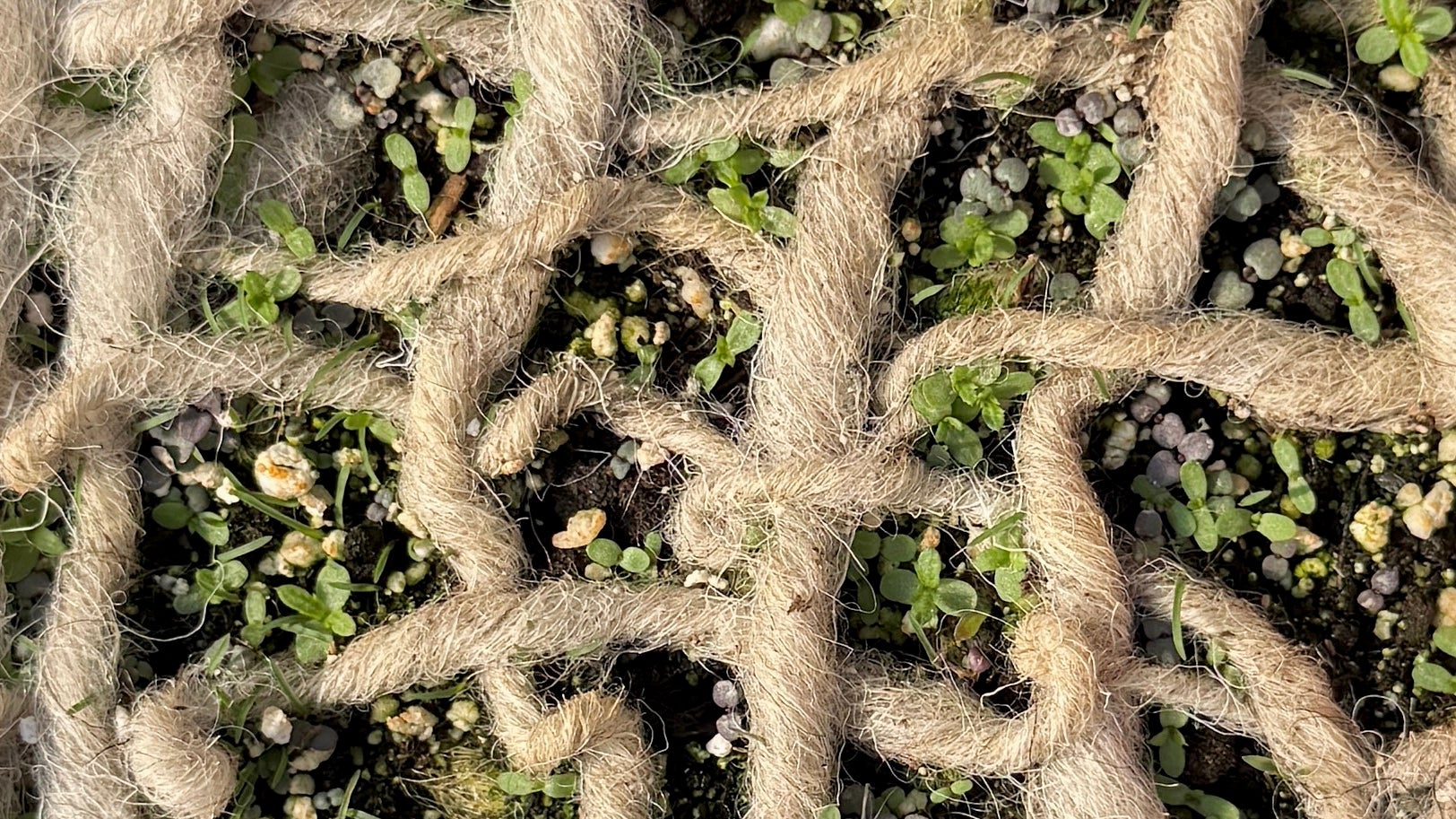 This photo is a close up of a loosely woven wool yarn on top of soil, with seeds sprouting in the gaps between the weave.