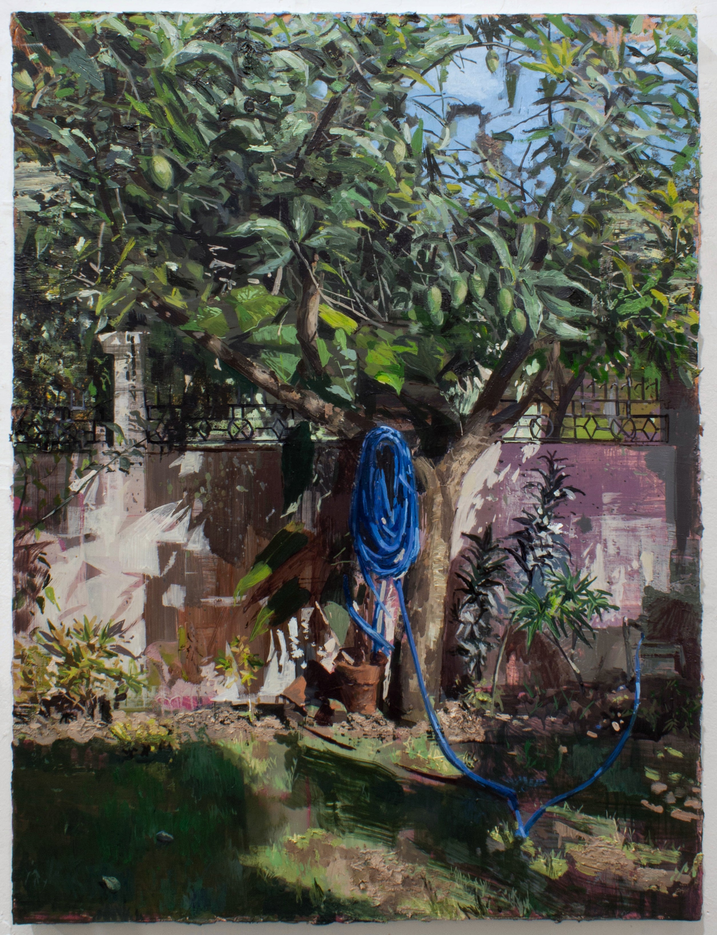 Sunlit mango tree with a blue hose in a garden.