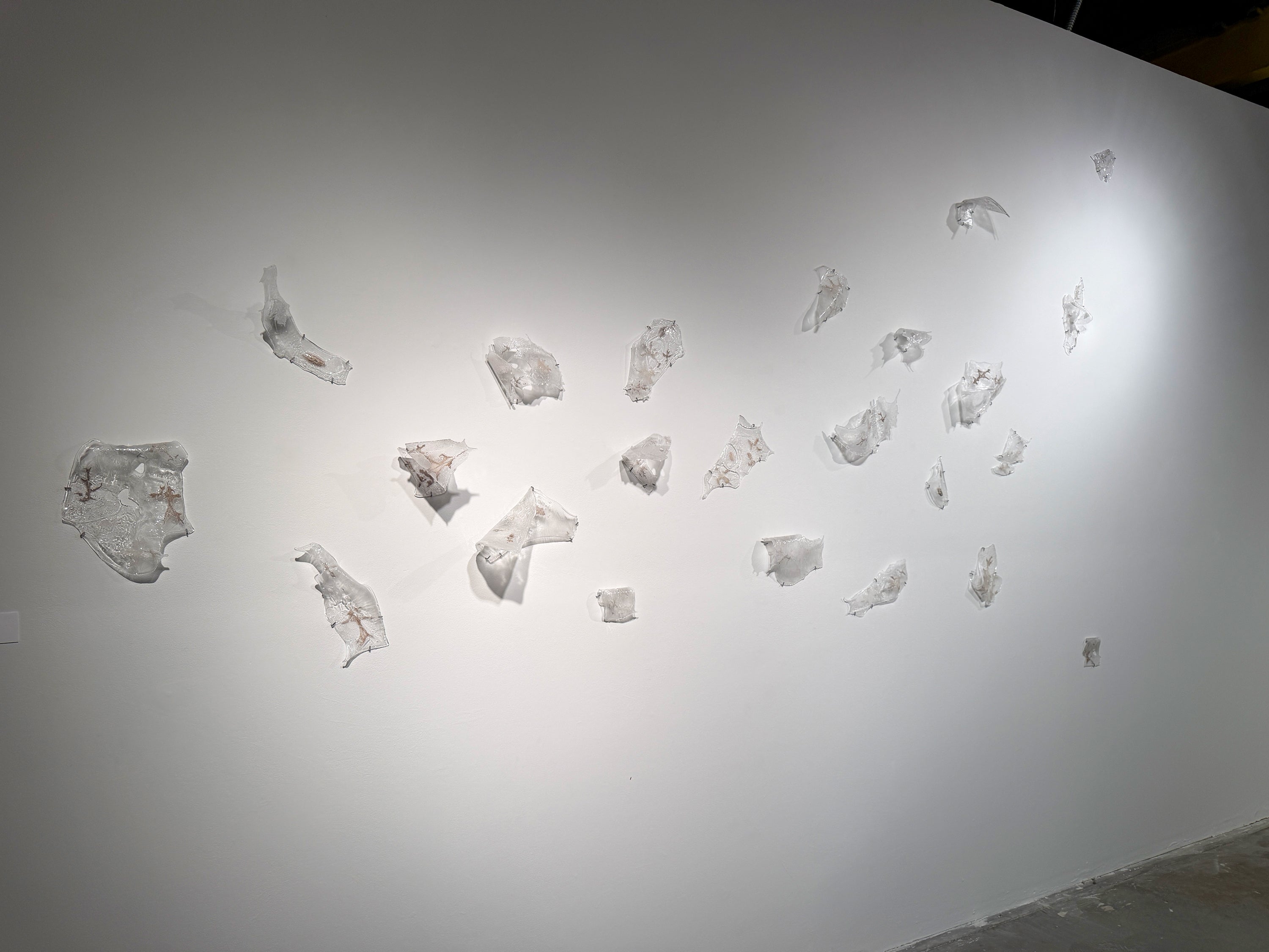 Variously sized, amorphous shapes of thin sheet glass are installed on a white wall, twisting off of the wall's surface, with the wall extending in the distance. Traces of brown, oak leaf ashes are embedded within the glass. 