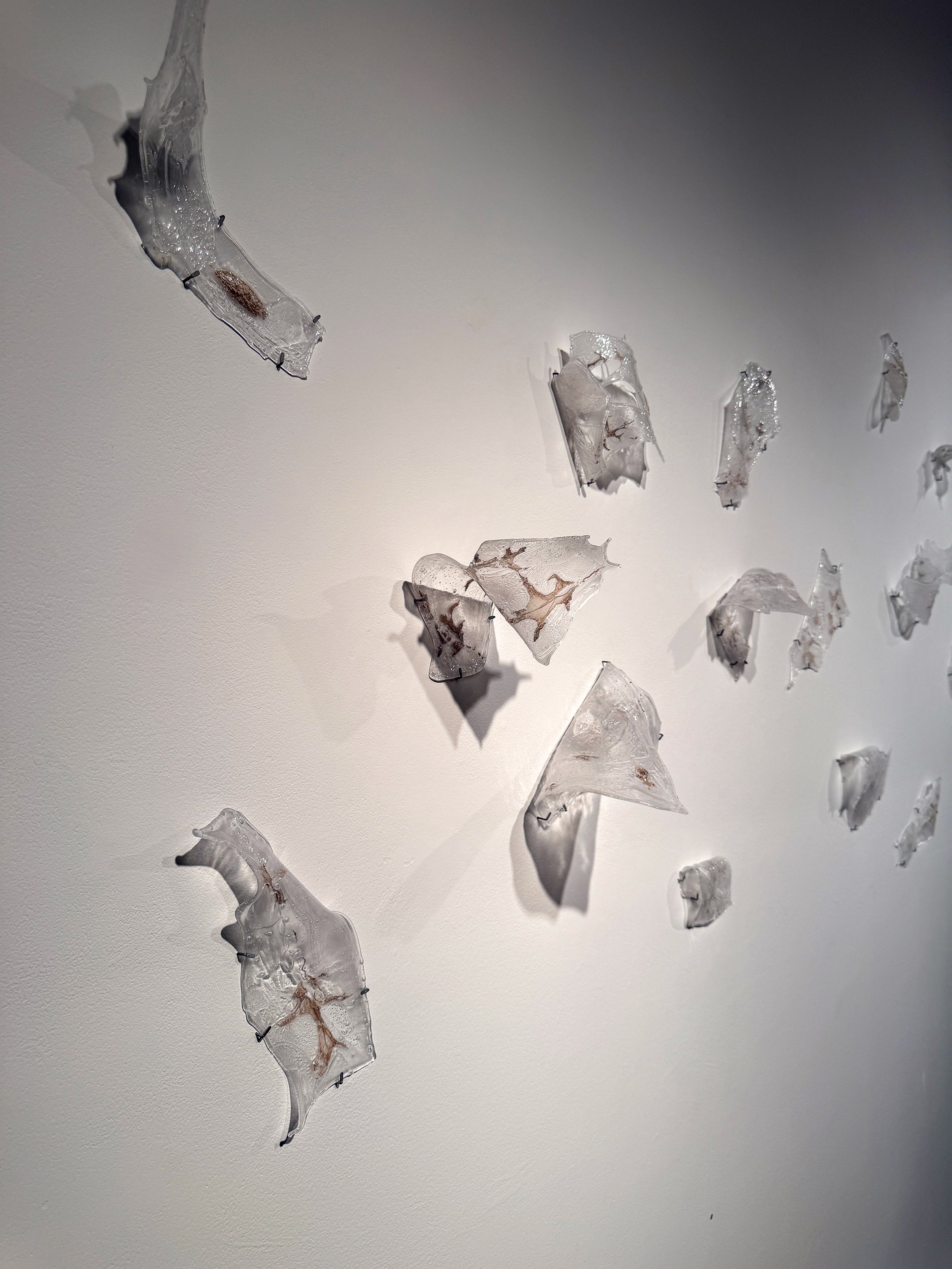 A close up of variously sized, amorphous shapes of thin sheet glass installed on a white wall, twisting off of the wall's surface. Traces of brown, oak leaf ashes are embedded within the glass. 