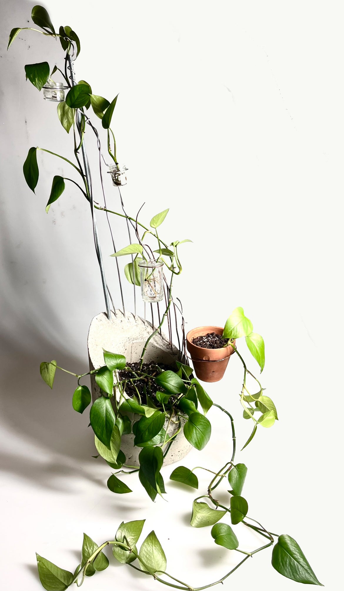 A concrete planter with a plant inside, and a vine trailing up a metal trellis.