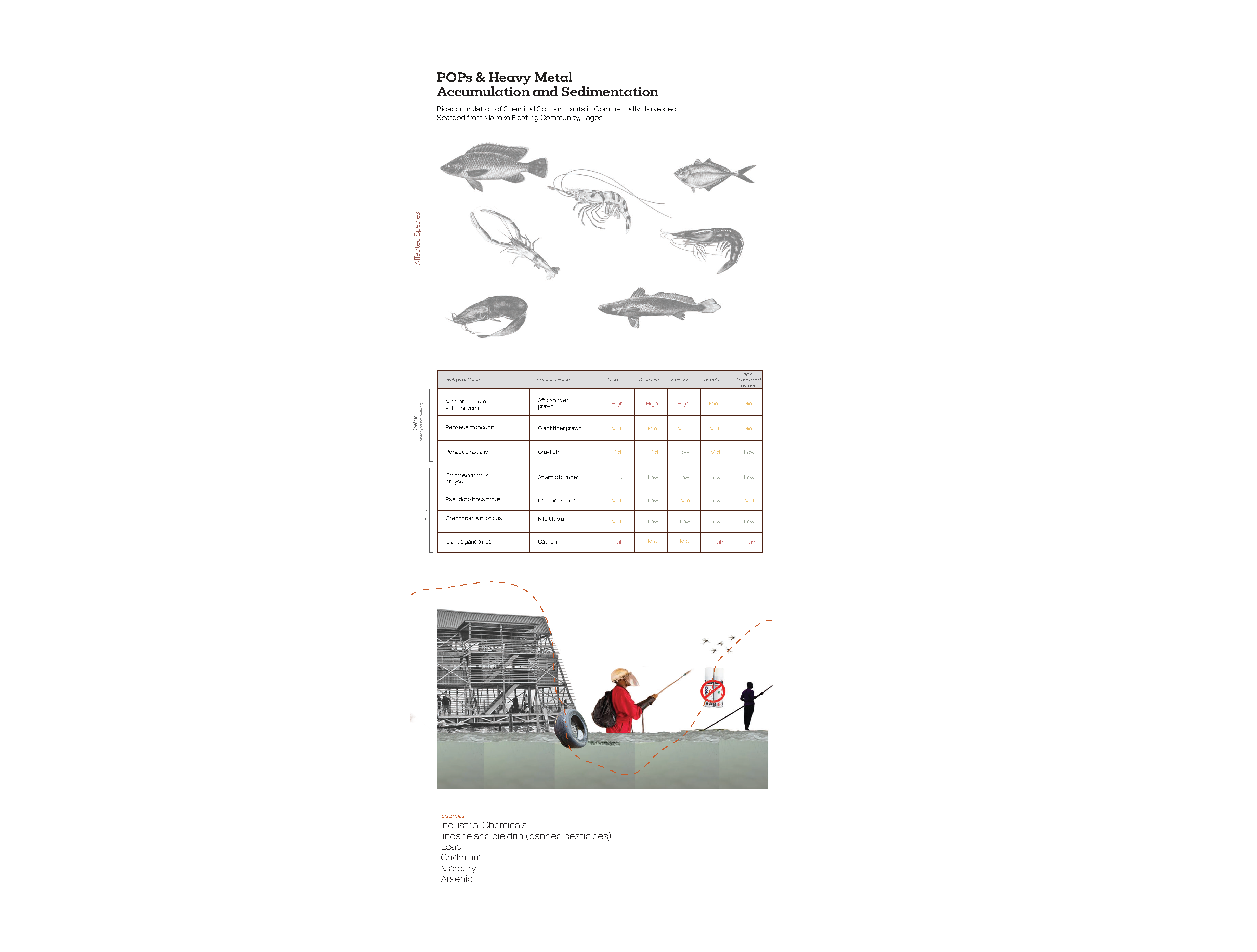 Infographic on POPs and heavy metal contamination in Makoko seafood, showing illustrated affected species, a data table rating lead, cadmium, mercury and arsenic levels, and a diagram of pollutant pathways.