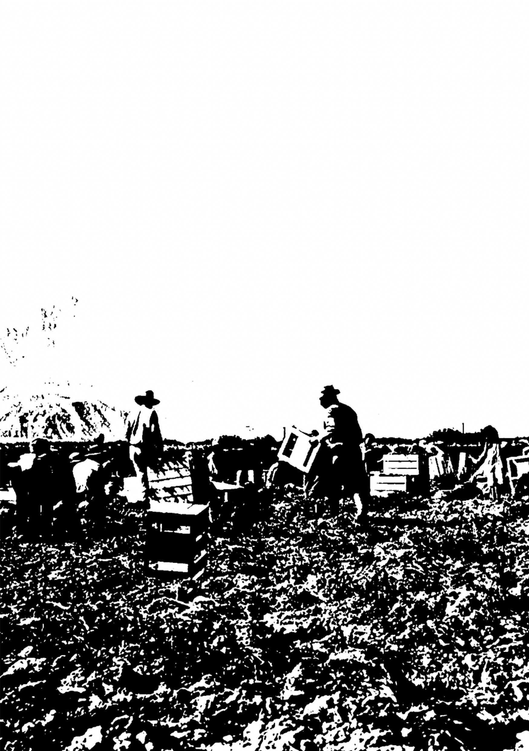 Farm workers in the desert in the Coachella Valley, California in the 80's.