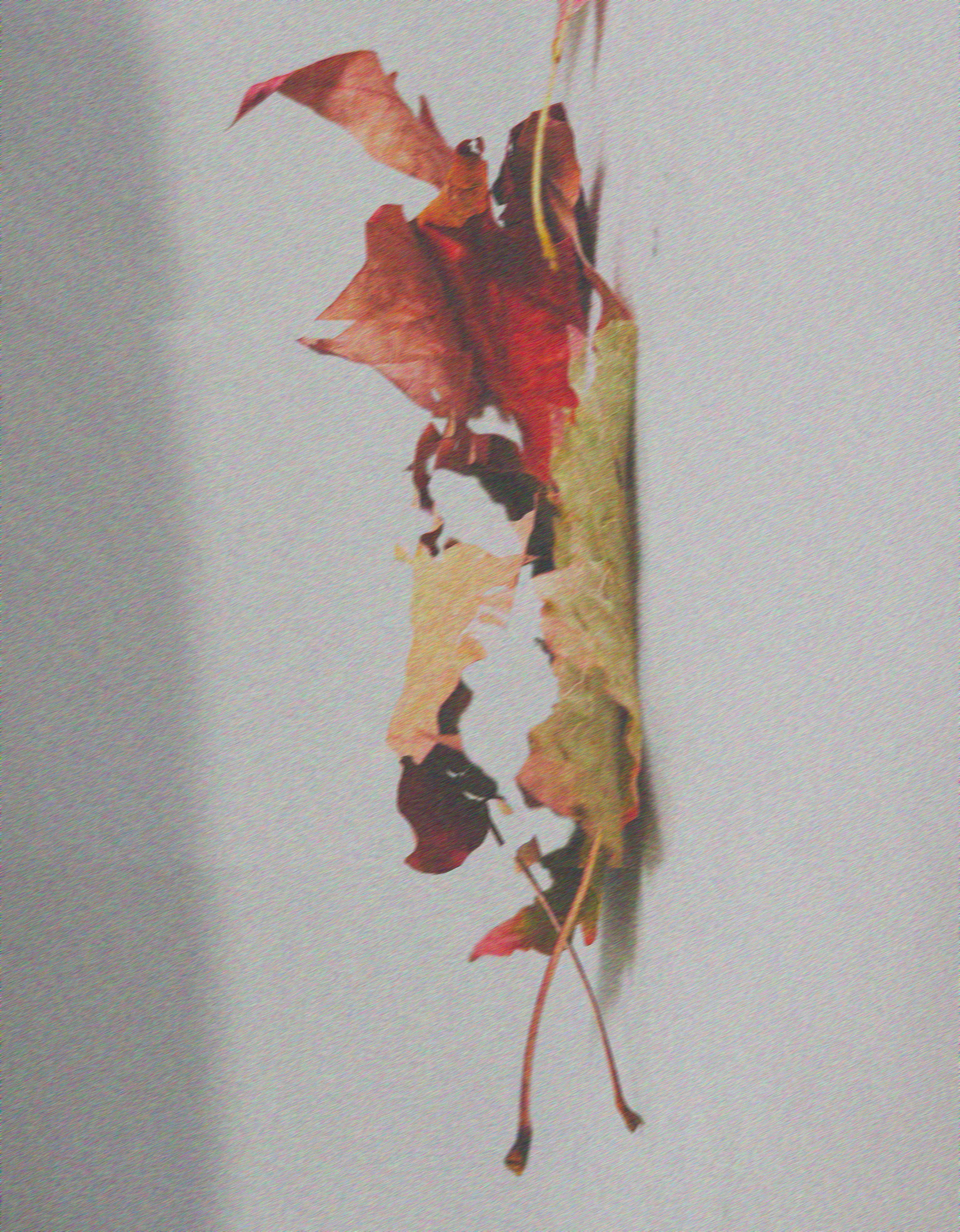 a small pile of fallen leaves rotated to hang vertically — crimson at the top, fading to dried green and pale yellow below — against a soft gray background.