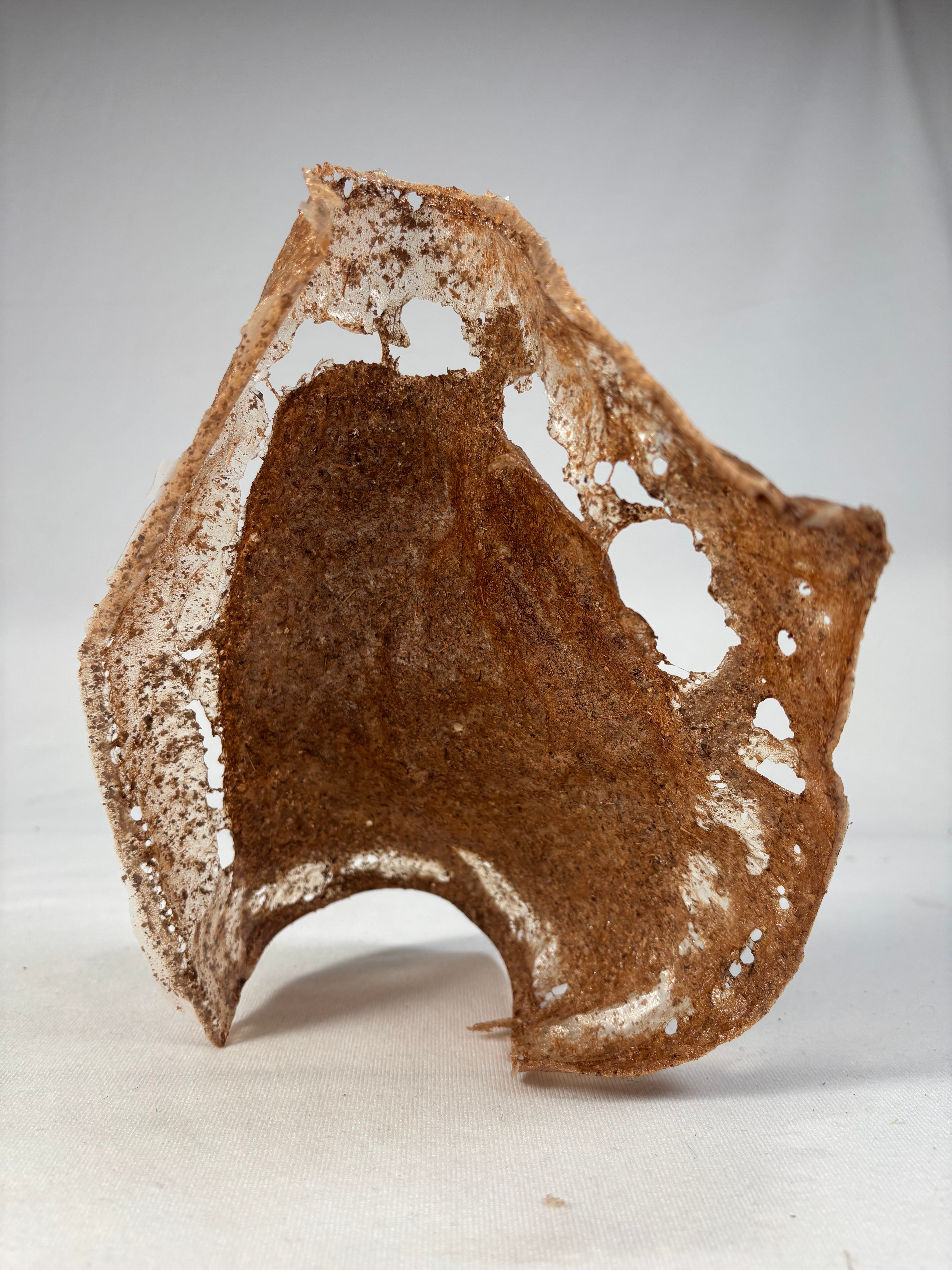 a sheet of fallen-leaf bio-composite stands upright on a white surface. Brown and fibrous in the center, with translucent, lace-like edges full of small holes.