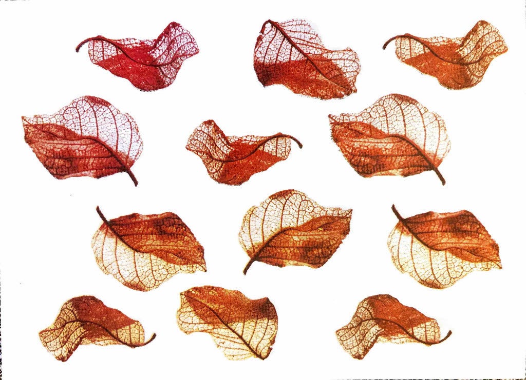 a silkscreen print of thirteen threadbare leaves arranged in loose rows, each curled differently. Colors shift from deep red at the top to warm amber at the bottom.