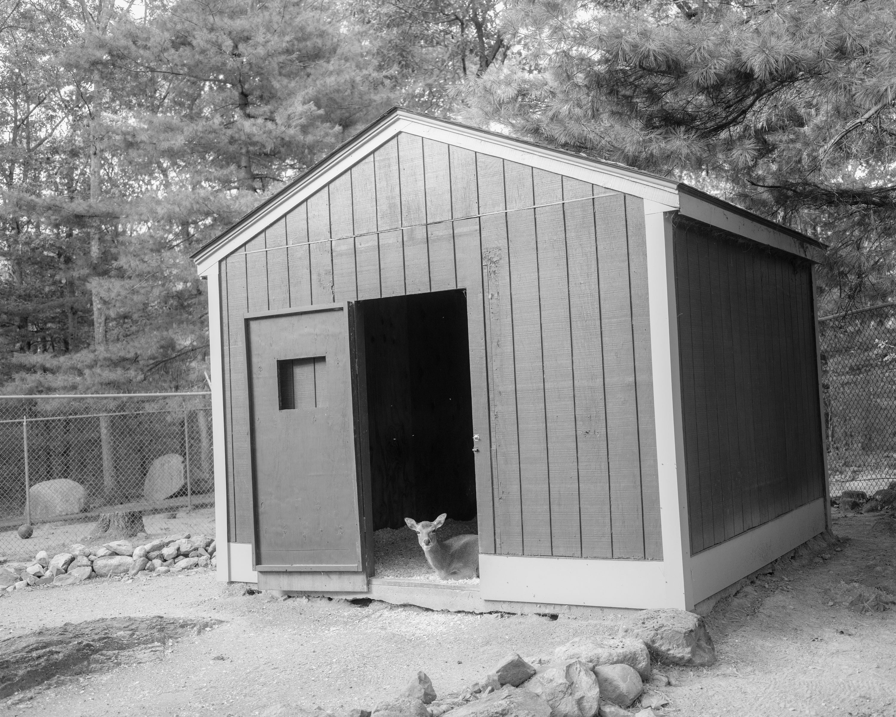 Black and White photograph of a fawn sitting at the doorway of a wooden shed, looking directly at the viewer. Metal fence and evergreen trees surround the shed in the backdrop.