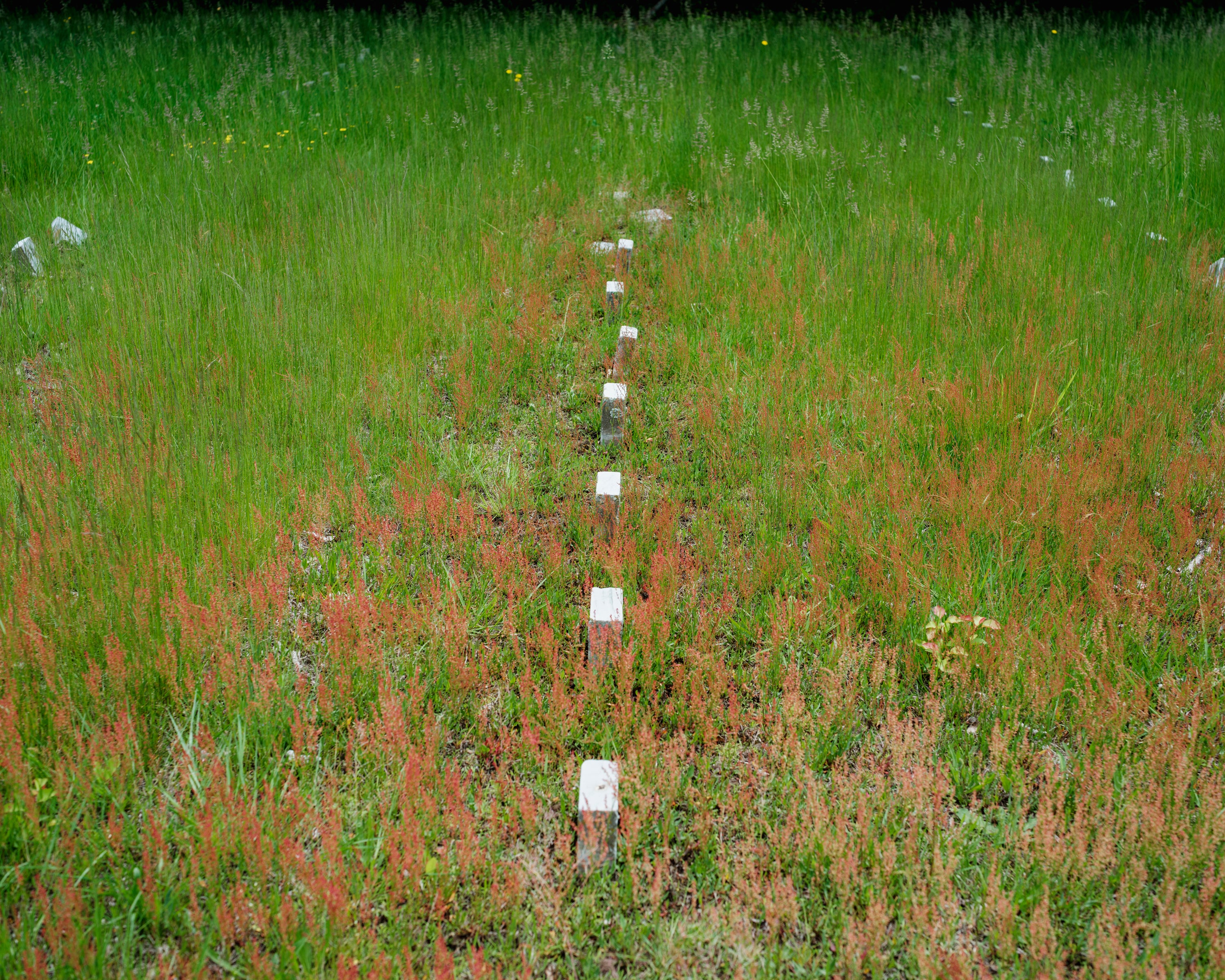Color photograph of white marble gravestones lined up in a field of green and red grass, almost forming a straight line in the center of the frame.