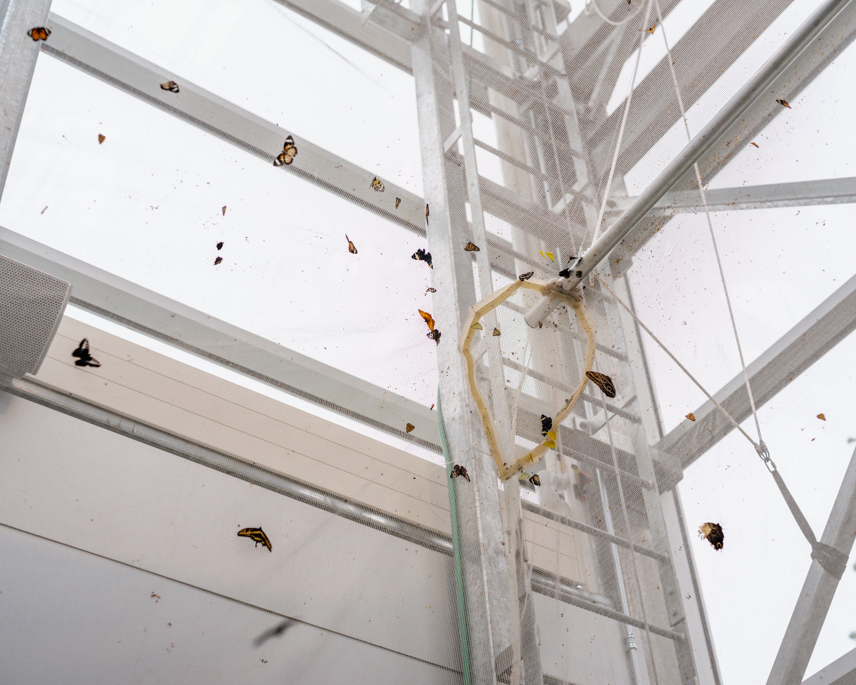 Color photograph of a kaleidoscope of butterflies, fluttering around a thin white net, inside the metal structure of an indoor garden. Flakes of their wings are caught in the net.