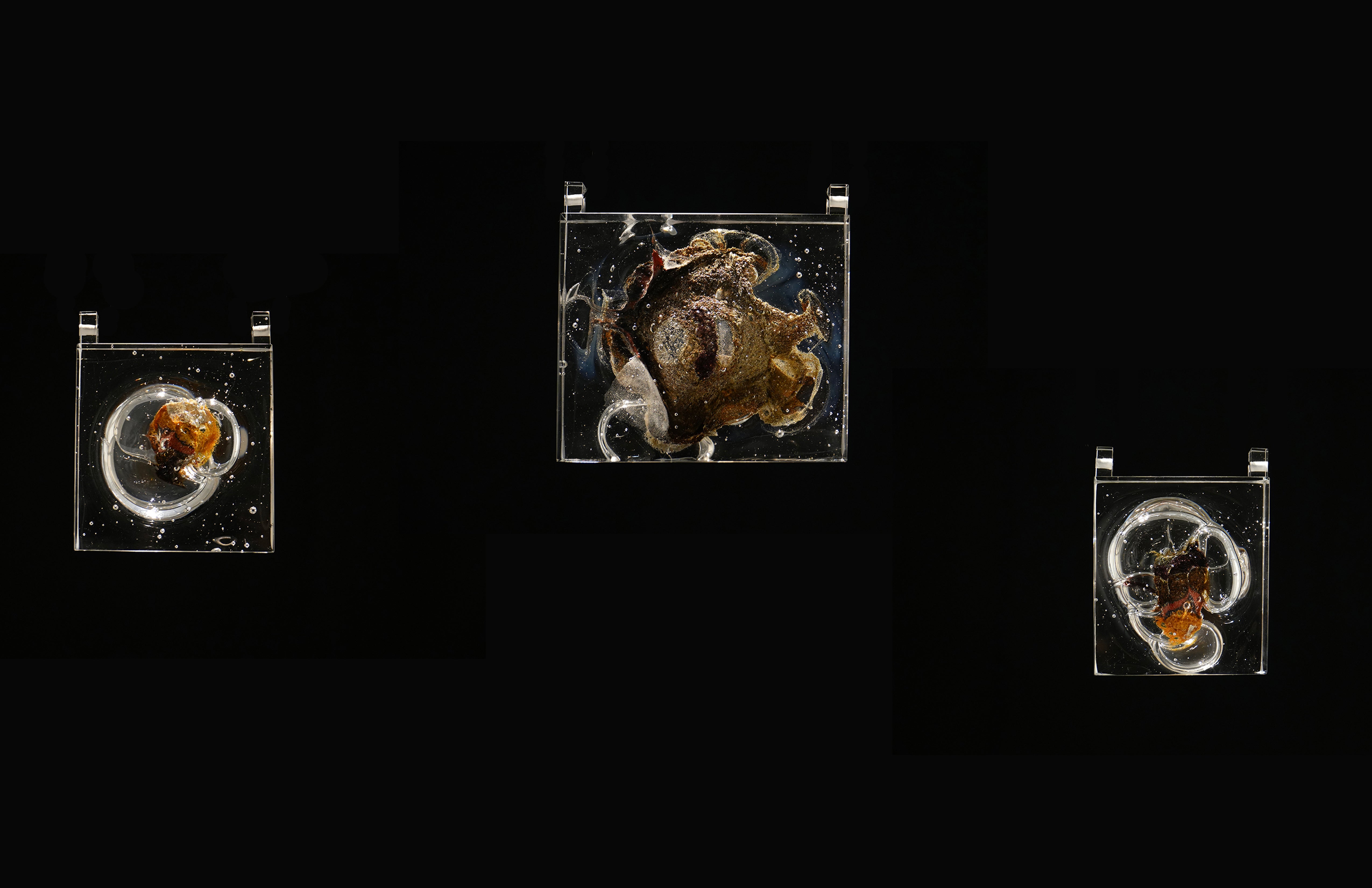 Three transparent glass blocks each containing an irregular organic form suspended inside, displayed against a dark background.