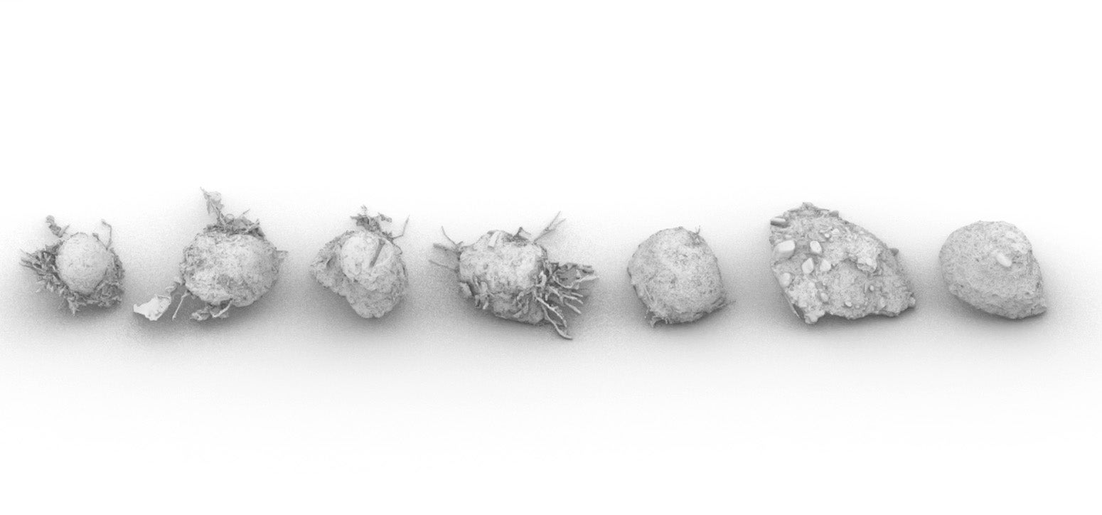 Rendering of seven 3D-scanned plaster ground casts arranged in a transect, showing varied bowl-shaped forms and textures collected from different points across a landscape.