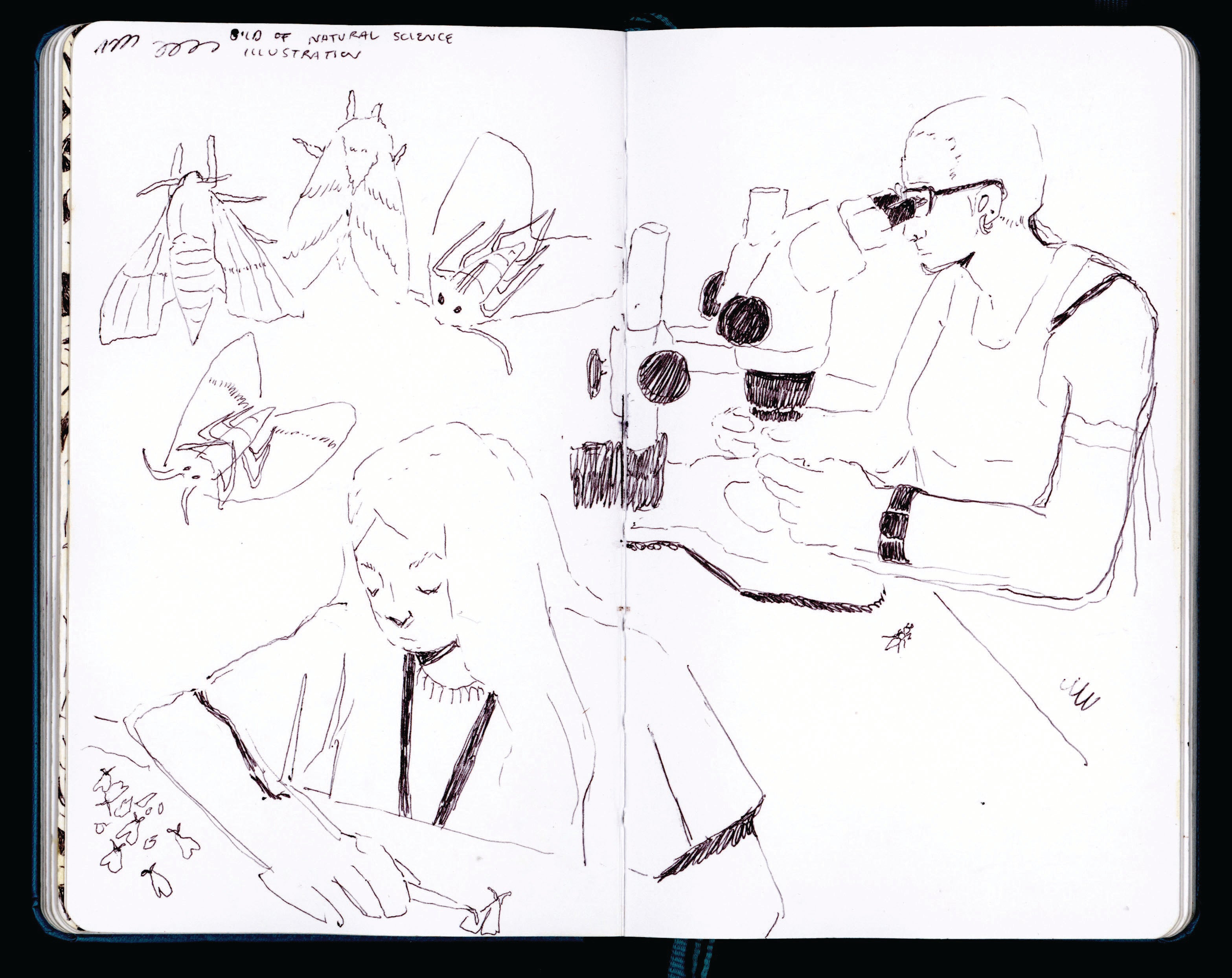 Sketchbook spread depicting moths displayed on a table and a person looking at them under the microscope. 