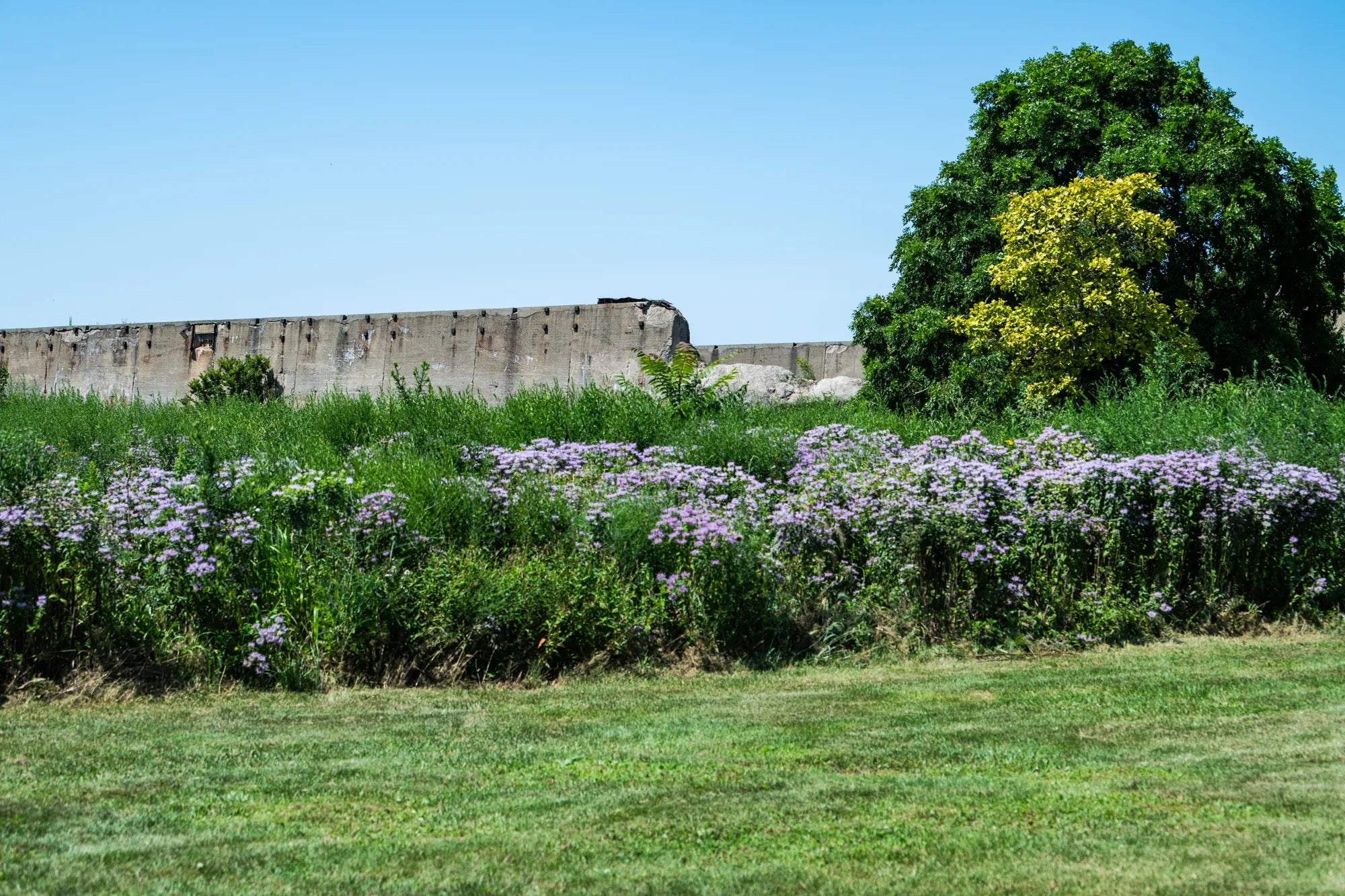An existing image of the site in its current condition hosting a variety of plant and bird species