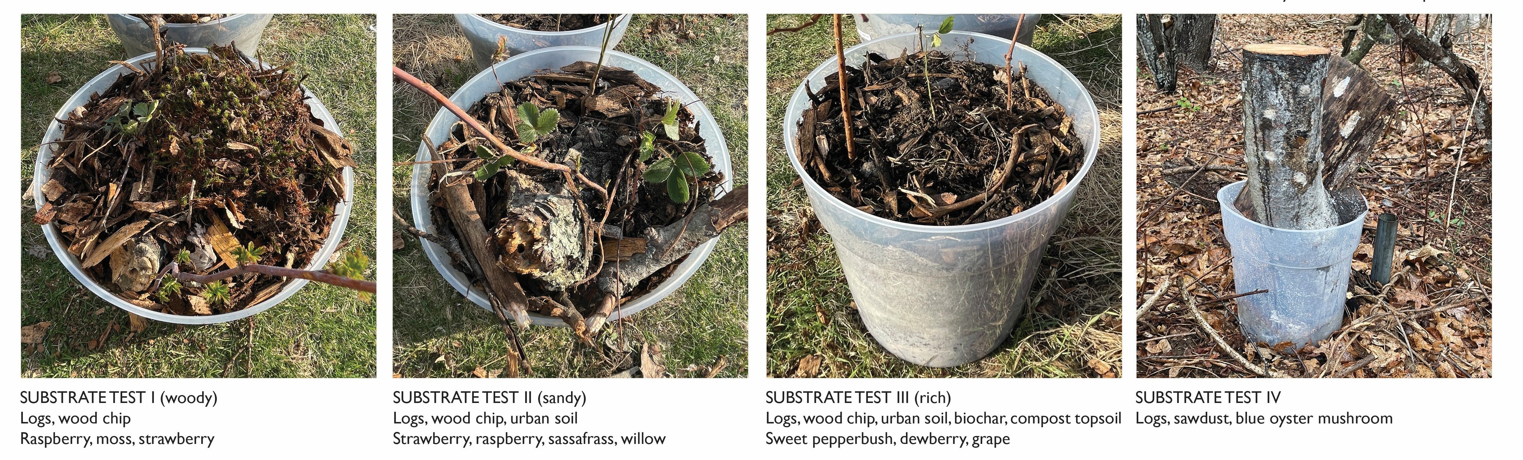 These planters tested the establishment of native species in substrates with differing proportions of landscape 'waste' and urban soils. The landscape 'waste' includes logs, branches, arborist wood chips, construction soil, gravel, and compost. The species tested include fox grape, dewberry, strawberry, willow, buttonbush, sweet pepperbush, willow, sassafrass, raspberry, club moss, and blue oyster mushroom.